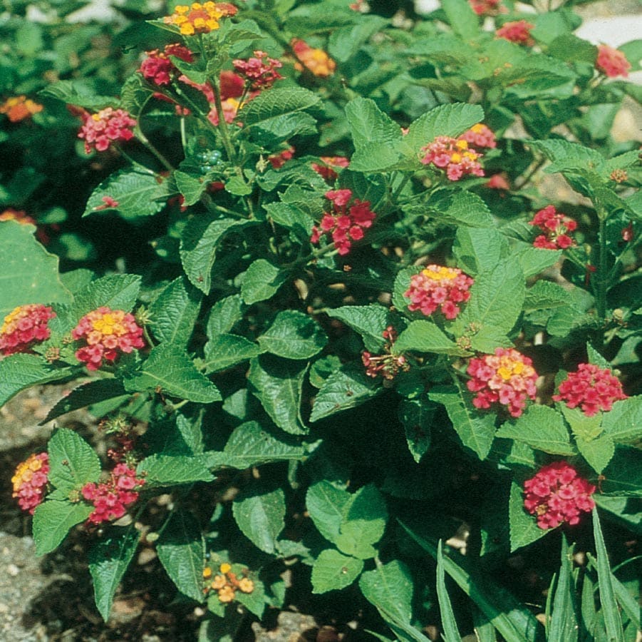 Lowe's 462201 annuals - View #2