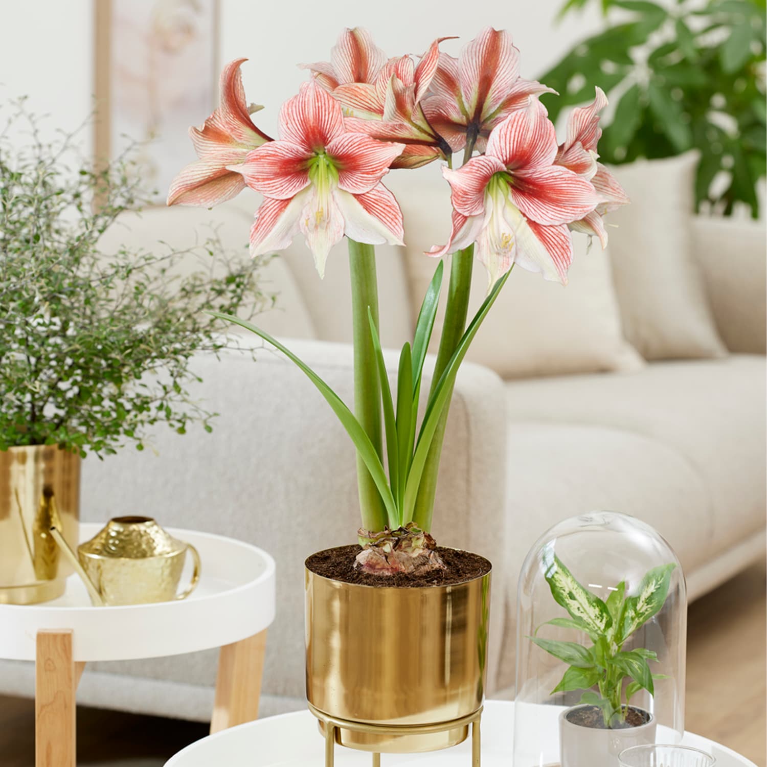 Pre-planted Amaryllis Glee With Iron Faux Brass Finish Bulb Planter And ...