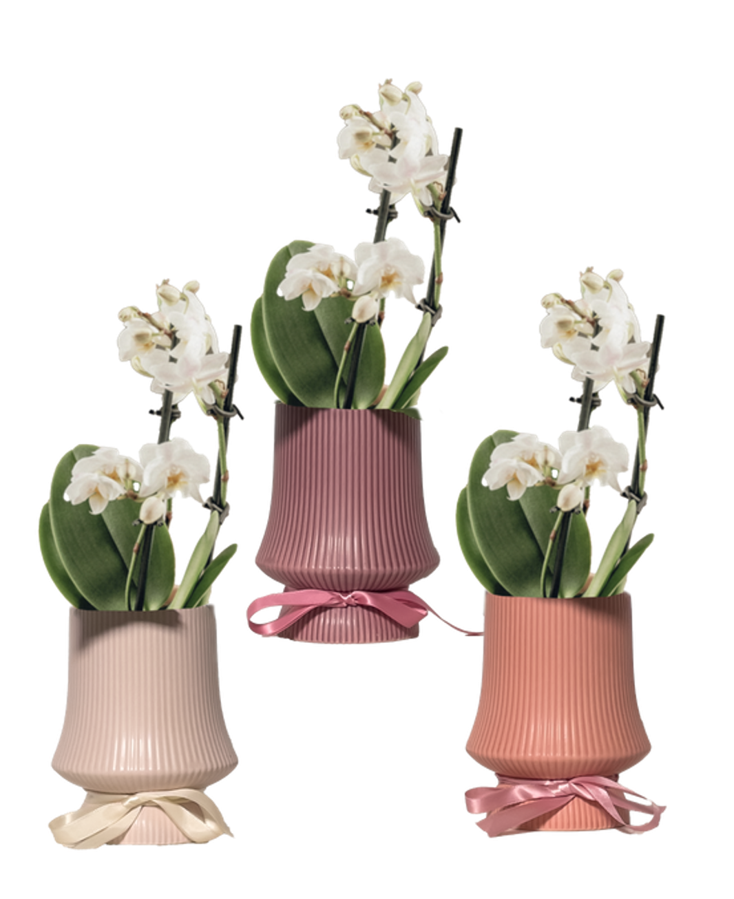 LiveTrends MDPROMO1 FOLDS House plant in 36 Ounce(s) Pot 1 -Pack