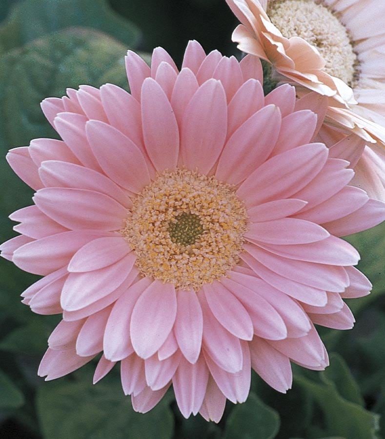 Pink Gerbera Daisy in 3-Quart in the Annuals department at 