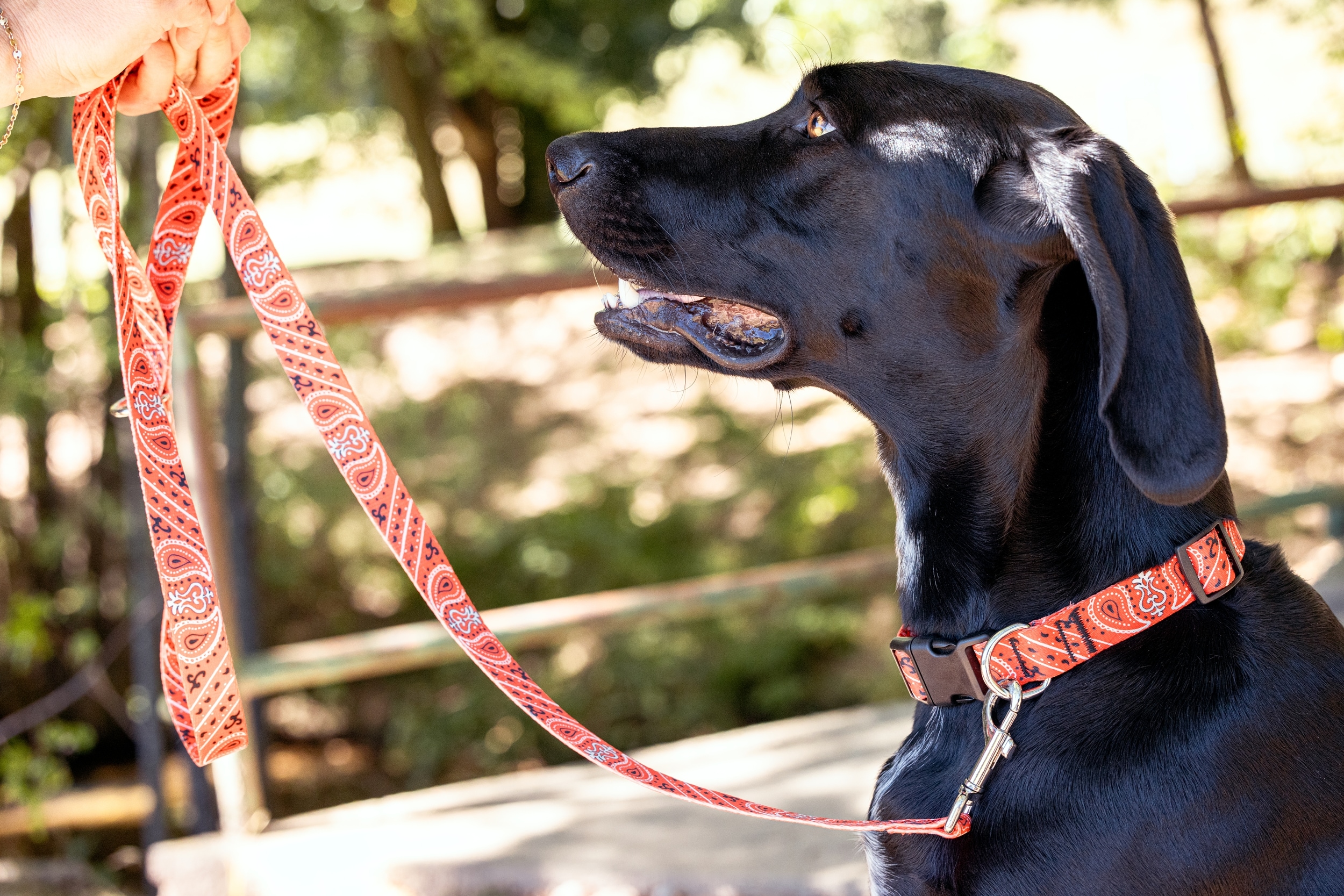 Browne and Company RDBD104 Dog-Collars-Harnesses - Thumbnail View #2