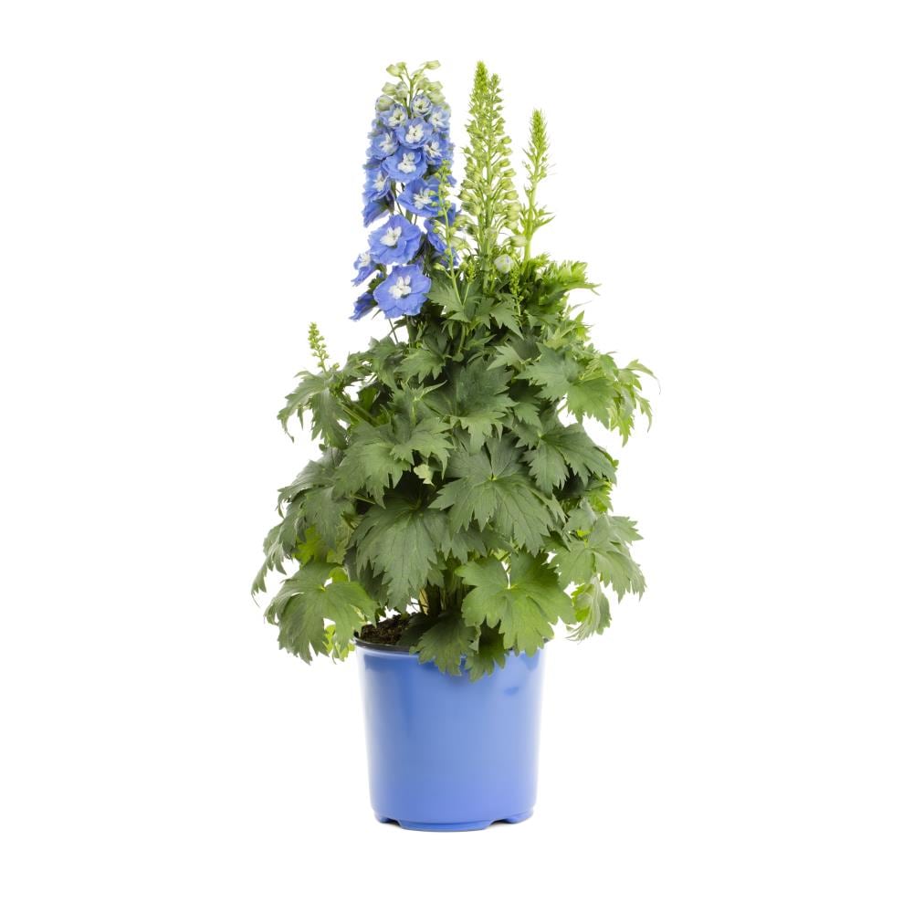 Lowe's 418218 perennials - View #3