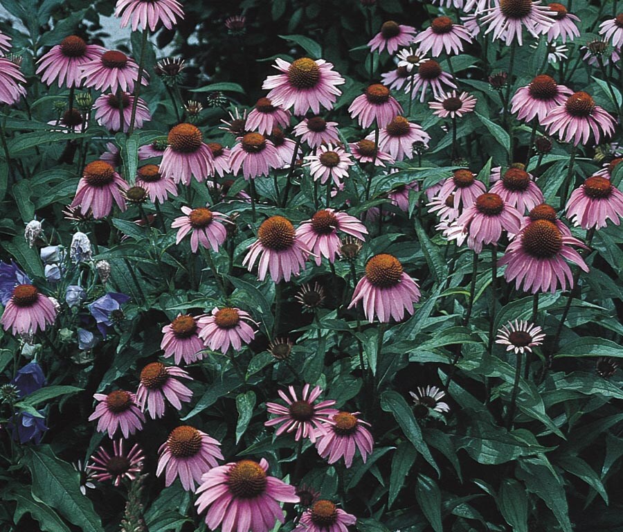 Lowe's NURSERY Purple Purple Coneflower Plant in -Gallon Planter
