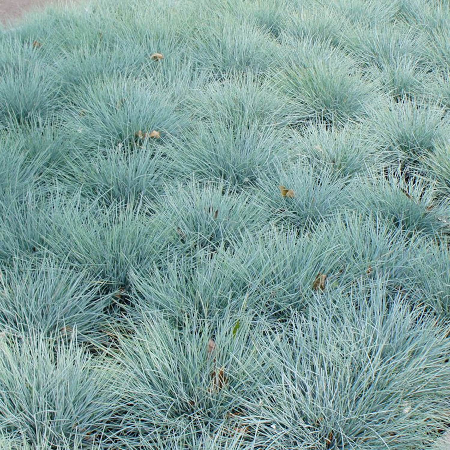 Spring Hill Nurseries Lil Chill Blue Fescue Grass in Bareroot at Lowes.com