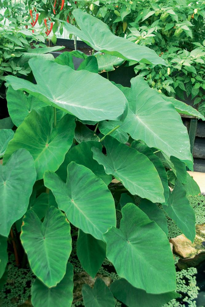 Elephant Ear Plant Bulbs at Lowes.com