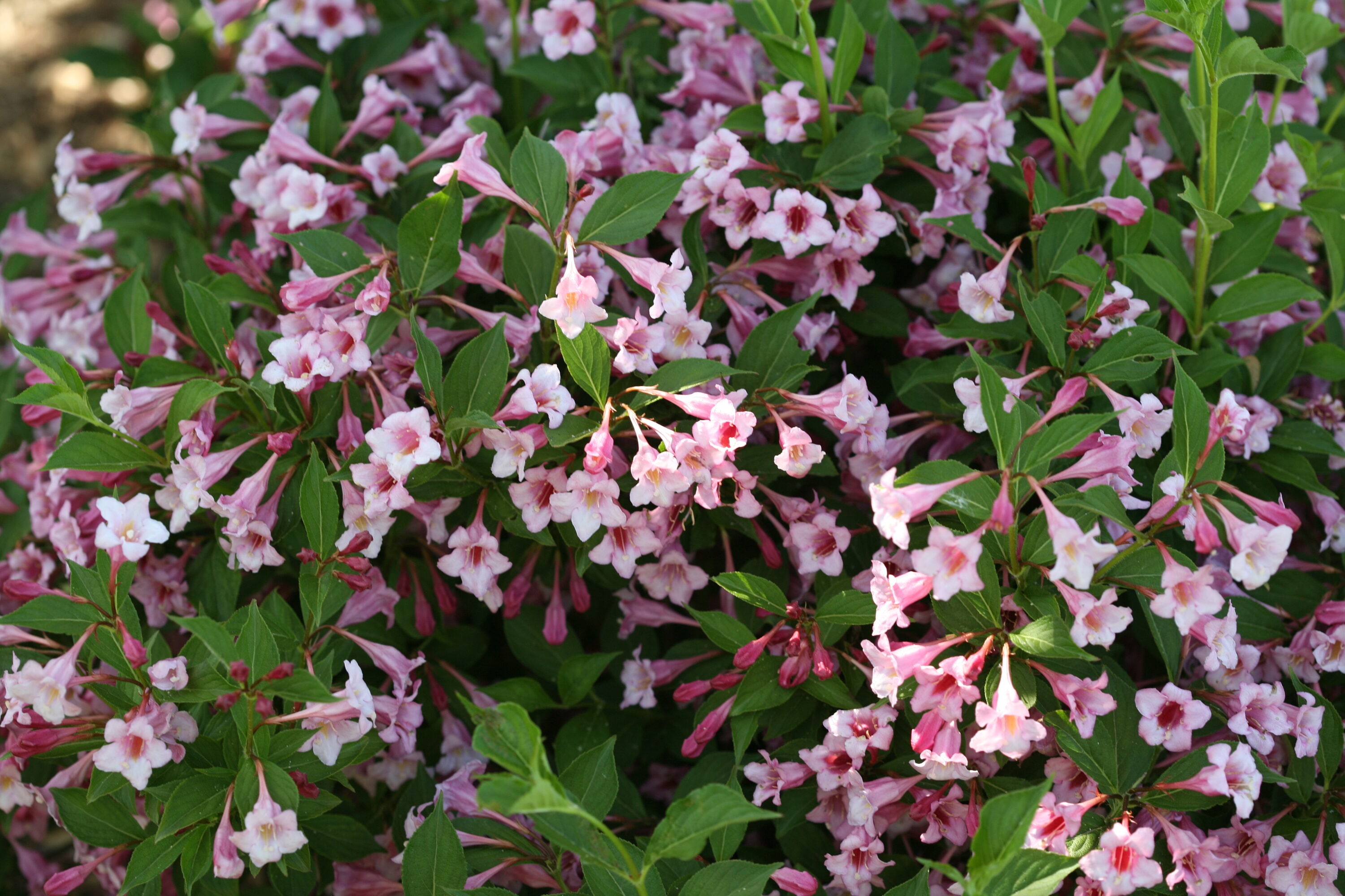 Proven Winners WEIPRC1107800 shrubs - View #2