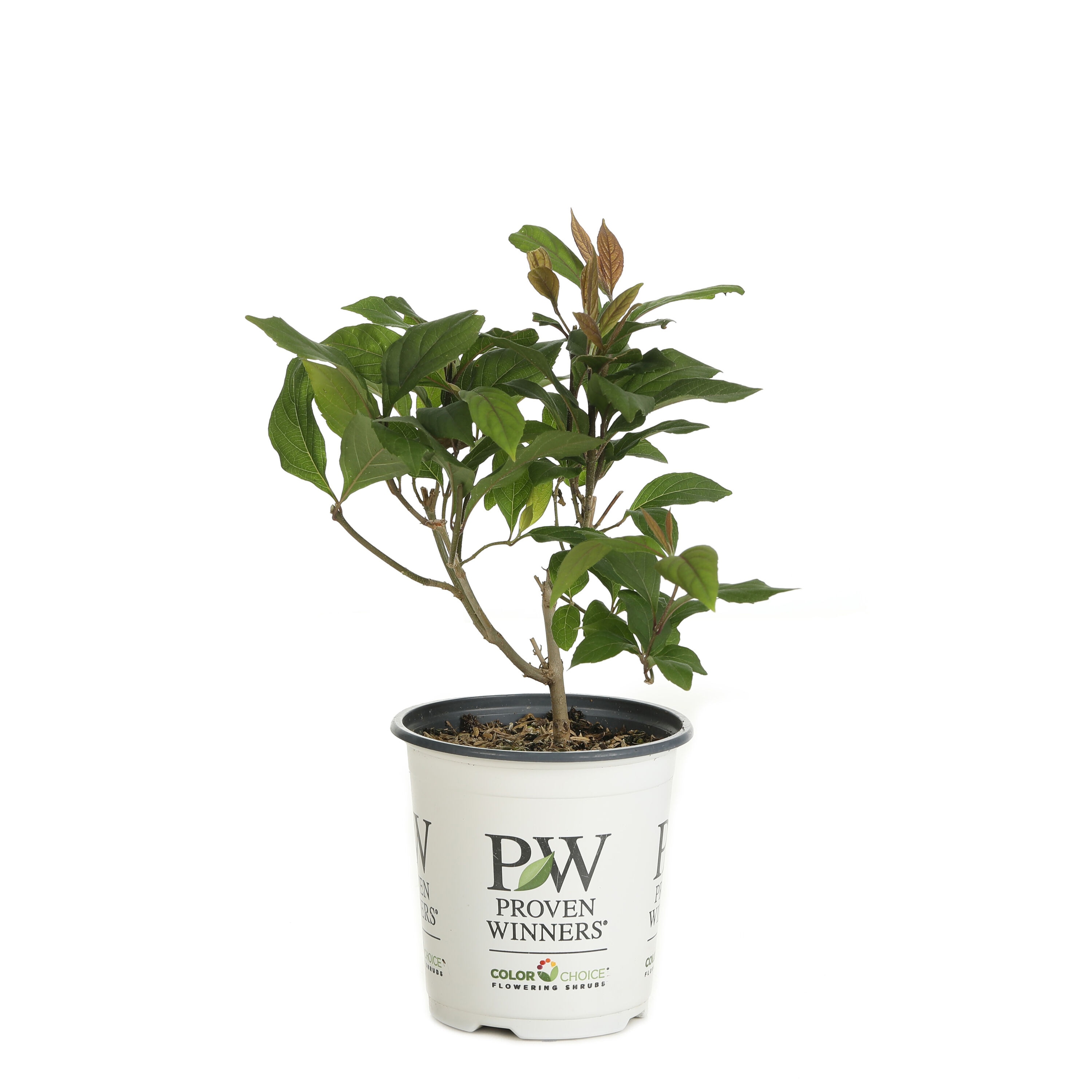 Proven Winners CAPPRC0017800 shrubs - View #2