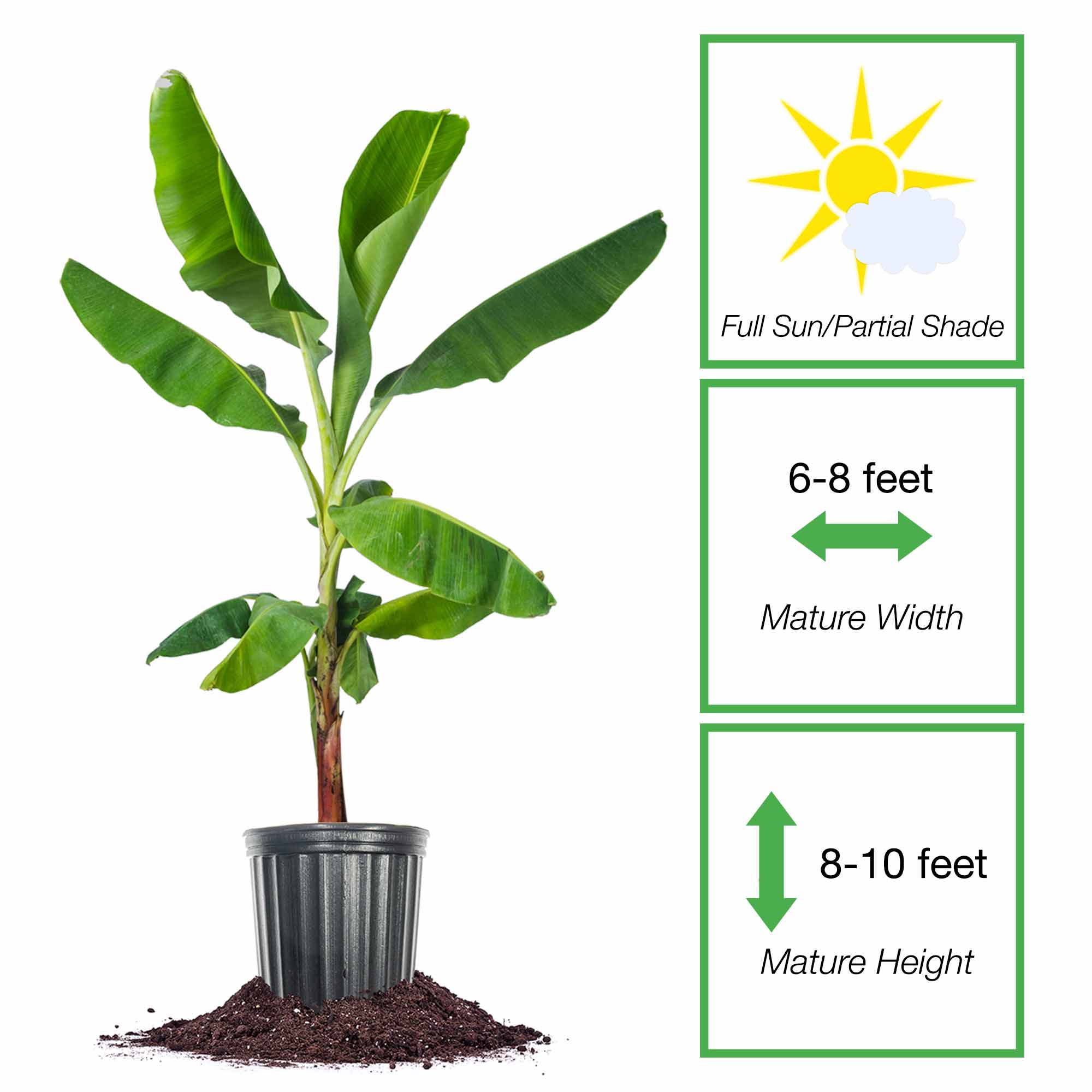 Perfect Plants 1-Gallon Fruit Dwarf Cavandish Banana In Pot (With Soil ...