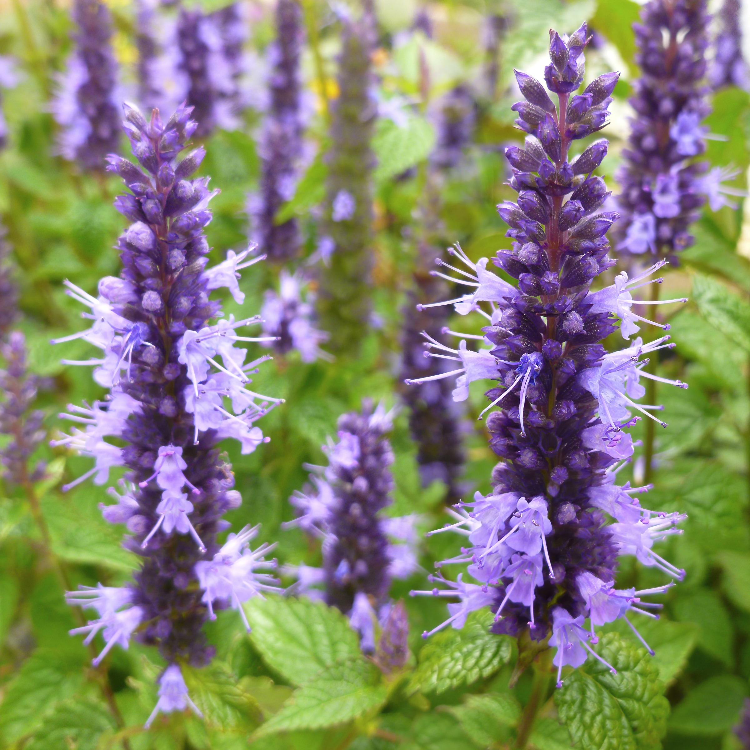 National Plant Network LW1517 perennials - View #4