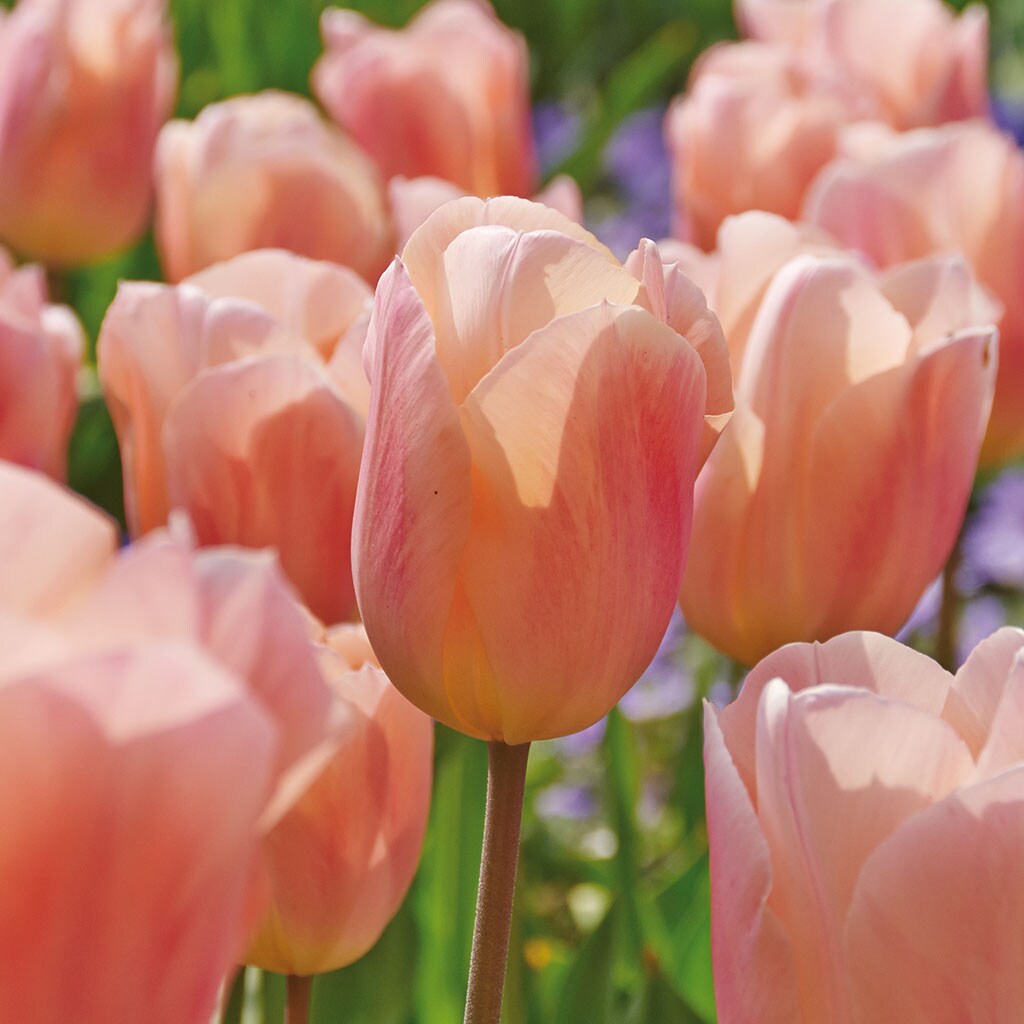  21572 12-Count Tulips Apricot Beauty Bulbs