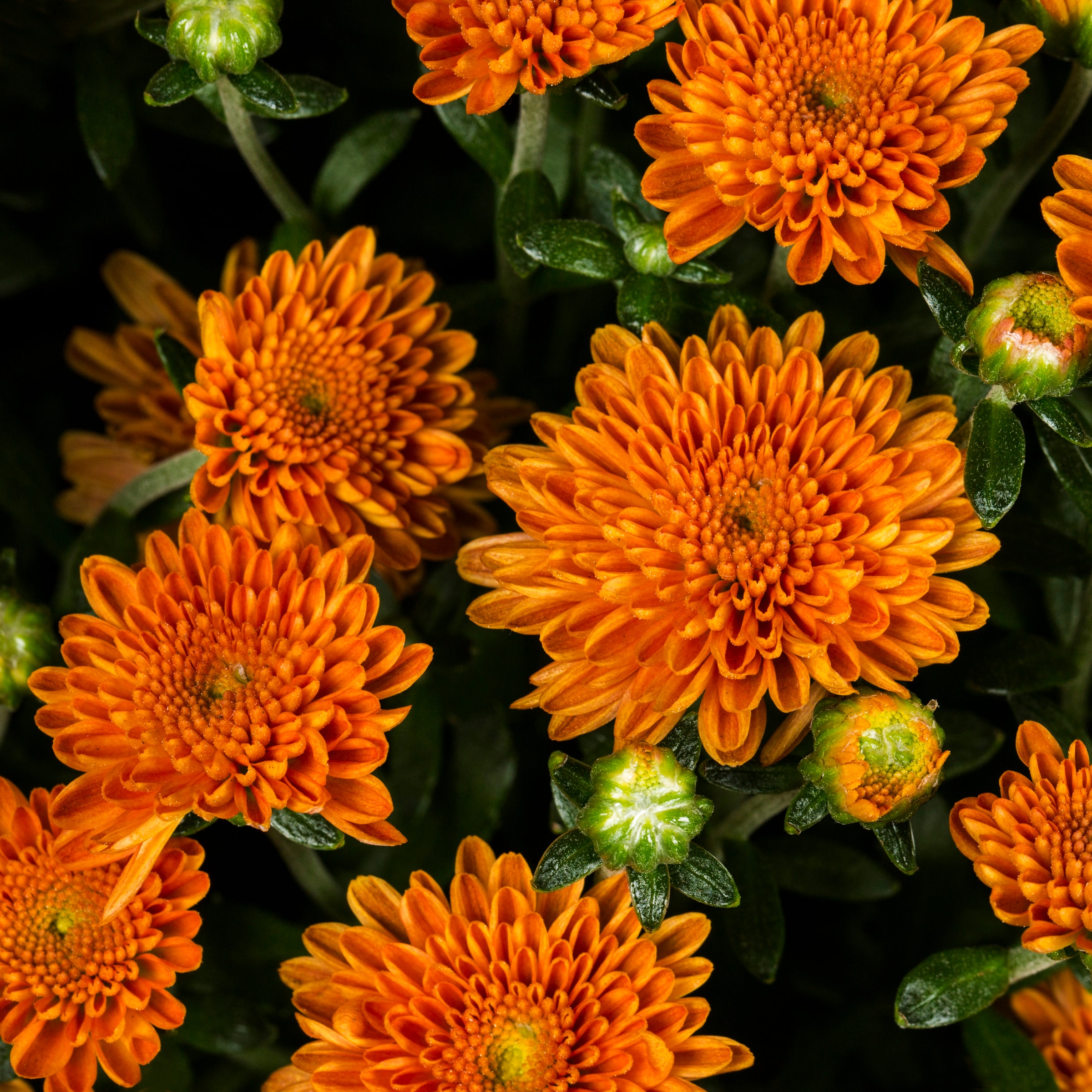 Lowe's NURSERY annuals - View #2