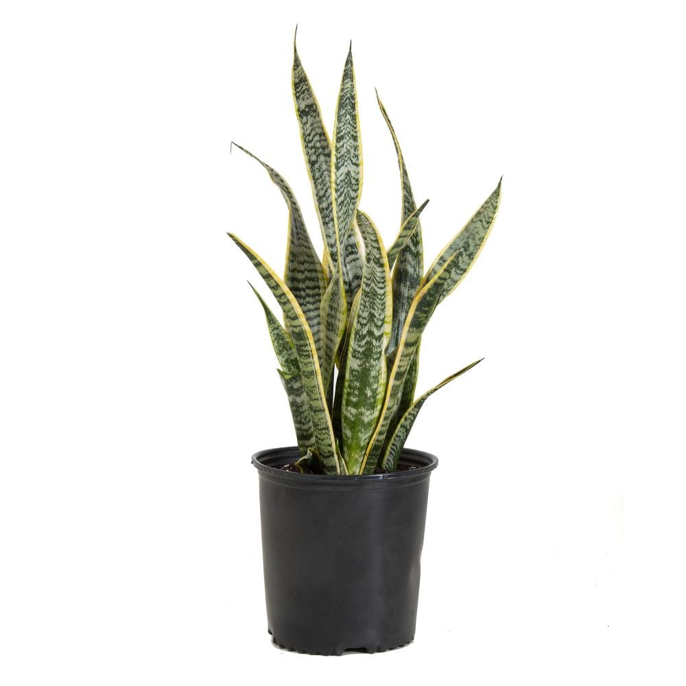Snake House Plants at Lowes.com