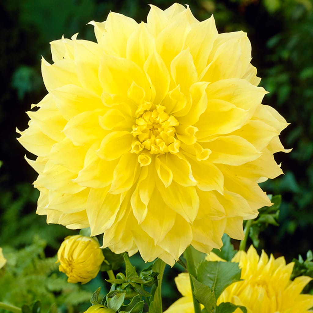 Van Zyverden 11221 Yellow Dahlia Kelvin Floodlight Bulbs 5.0 Count