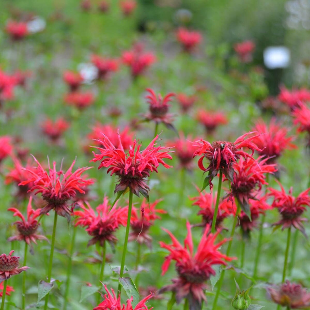 Direct Gardening 90402 perennials - View #3