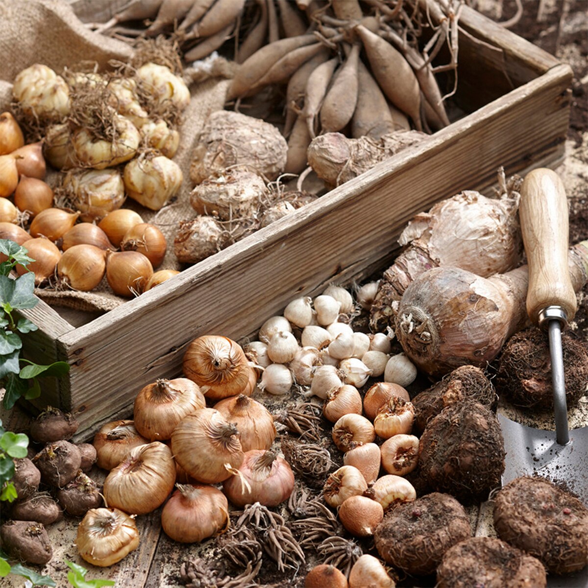 Van Zyverden 83600 Plant-Bulbs - View #2