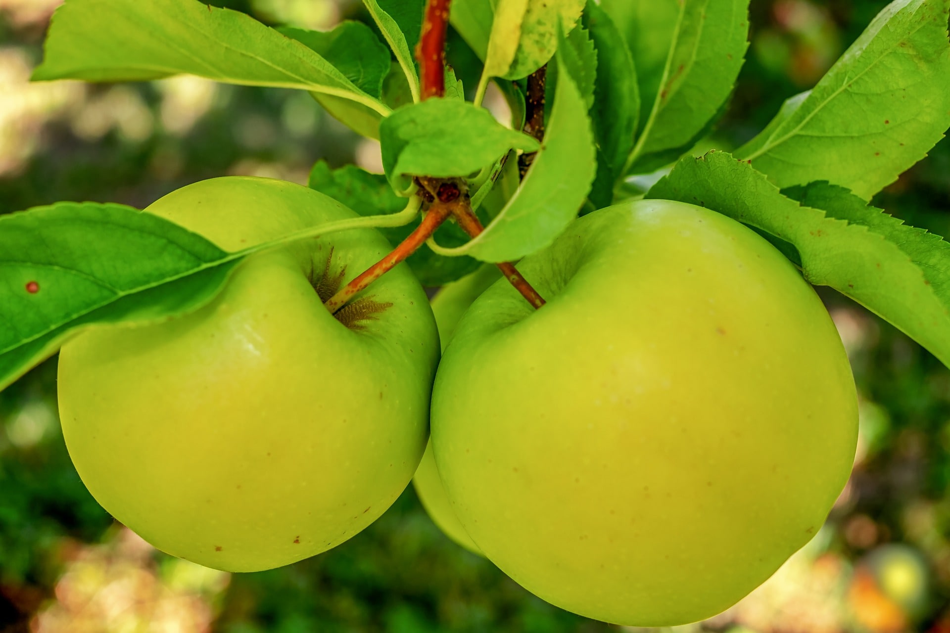 Granny Smith Apple Tree For Sale - 4-5ft Bareroot Organic