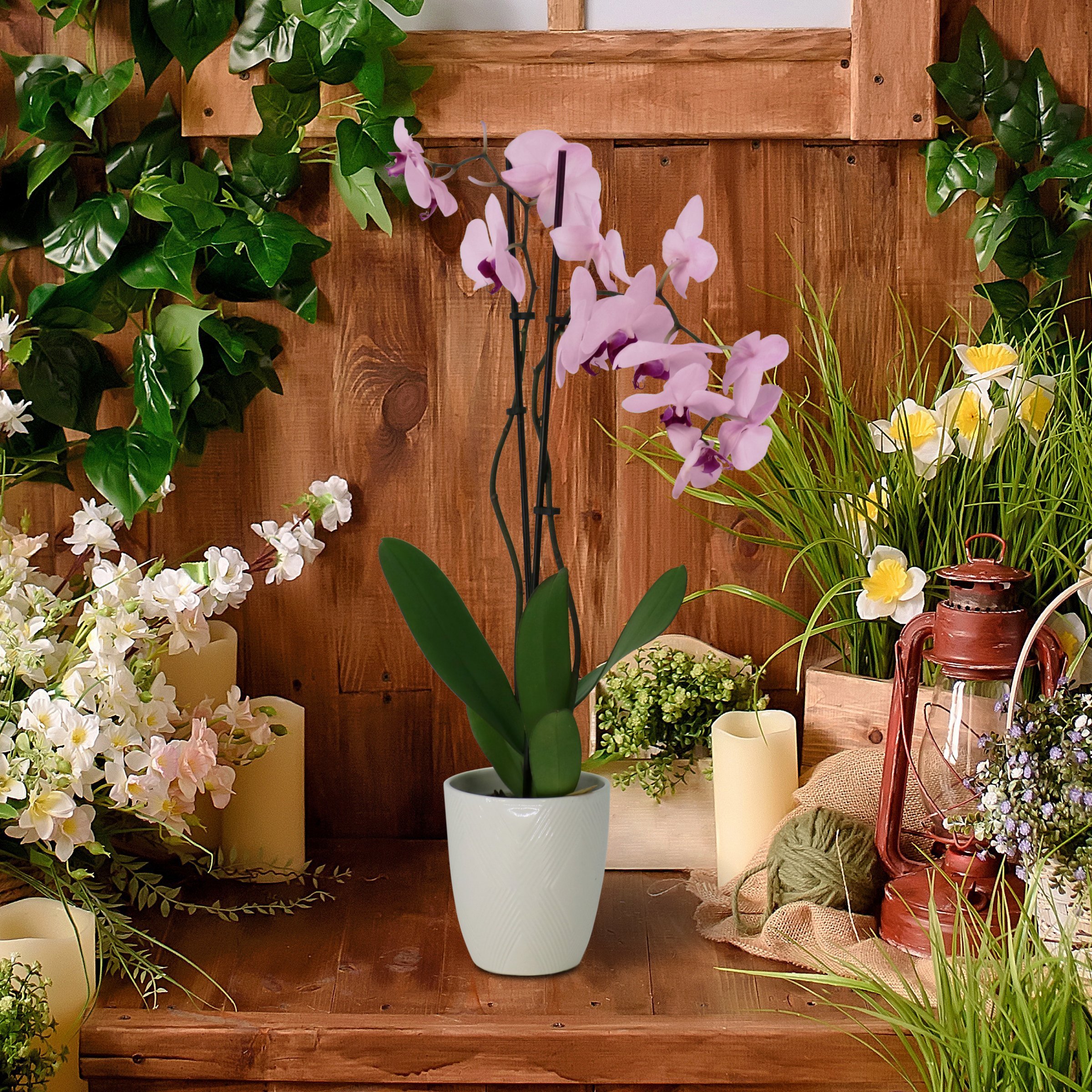 National Plant Network LW2547 hseplants - View #5