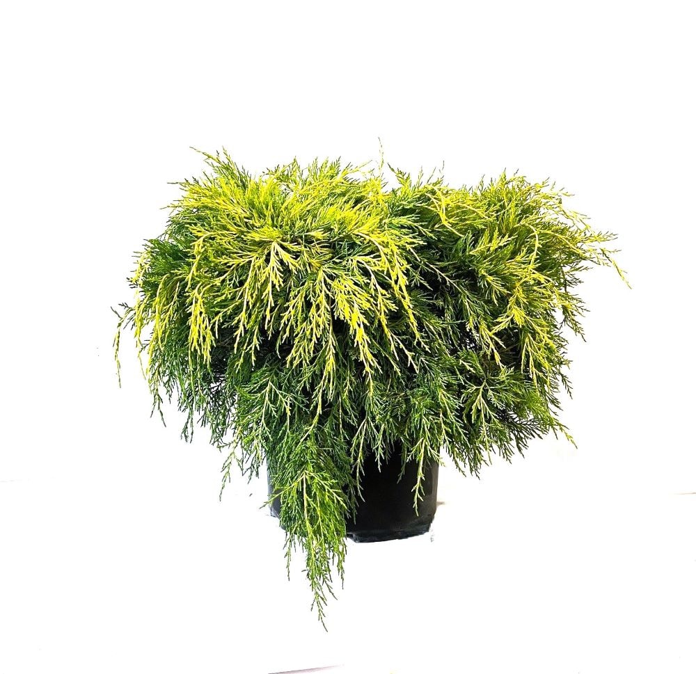  O487003 Old Gold Juniper Foundation/Hedge Shrub in 2.25 -Gallon Pot 1 -Pack