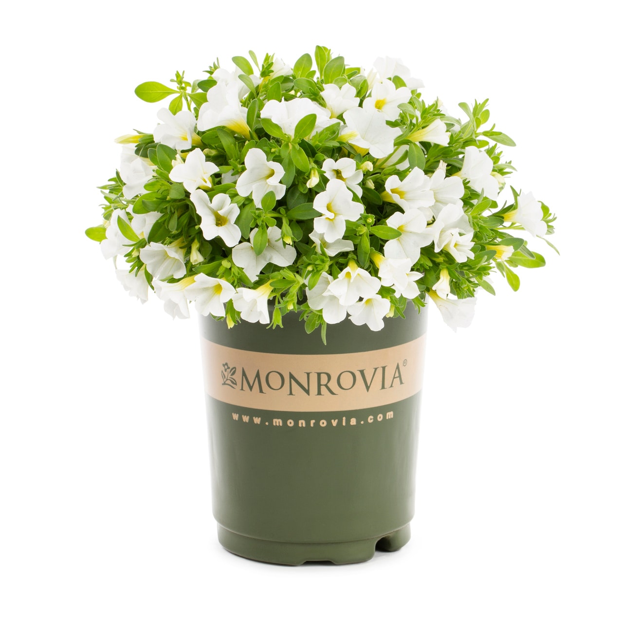 Monrovia 4814 annuals - View #5