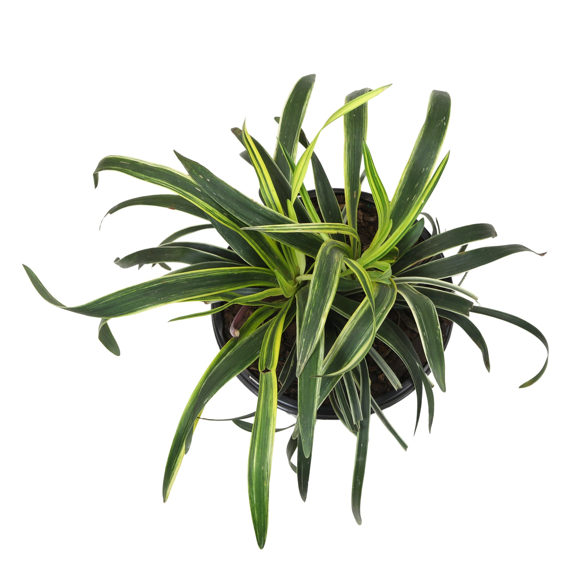 Altman Plants 0873147 shrubs - View #7