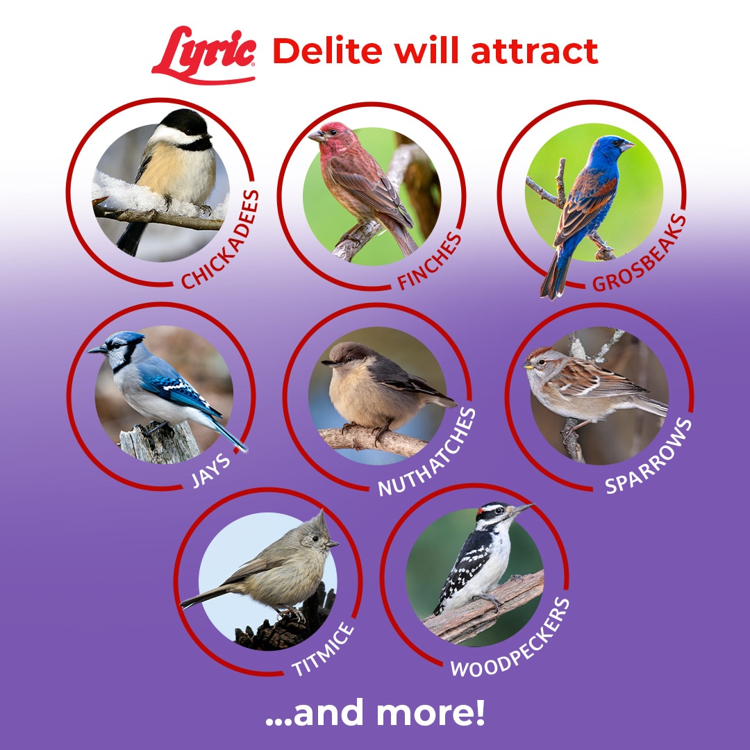 Lyric 2647340 Bird-Squirrel-Food - View #5