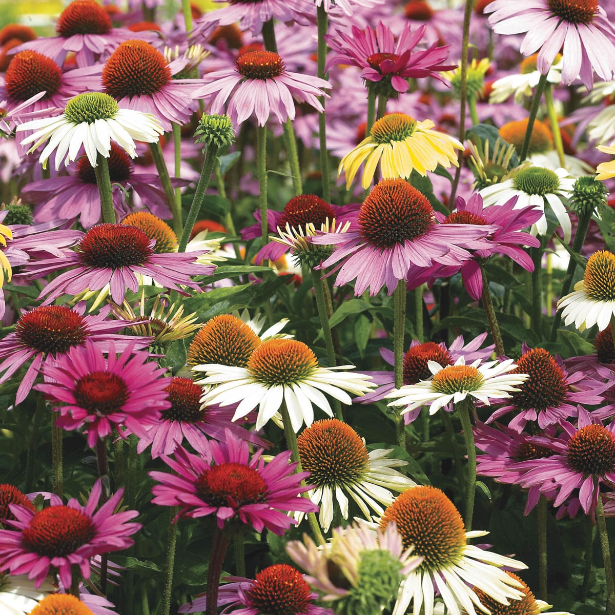 Spring Hill Nurseries 69158 perennials - View #2