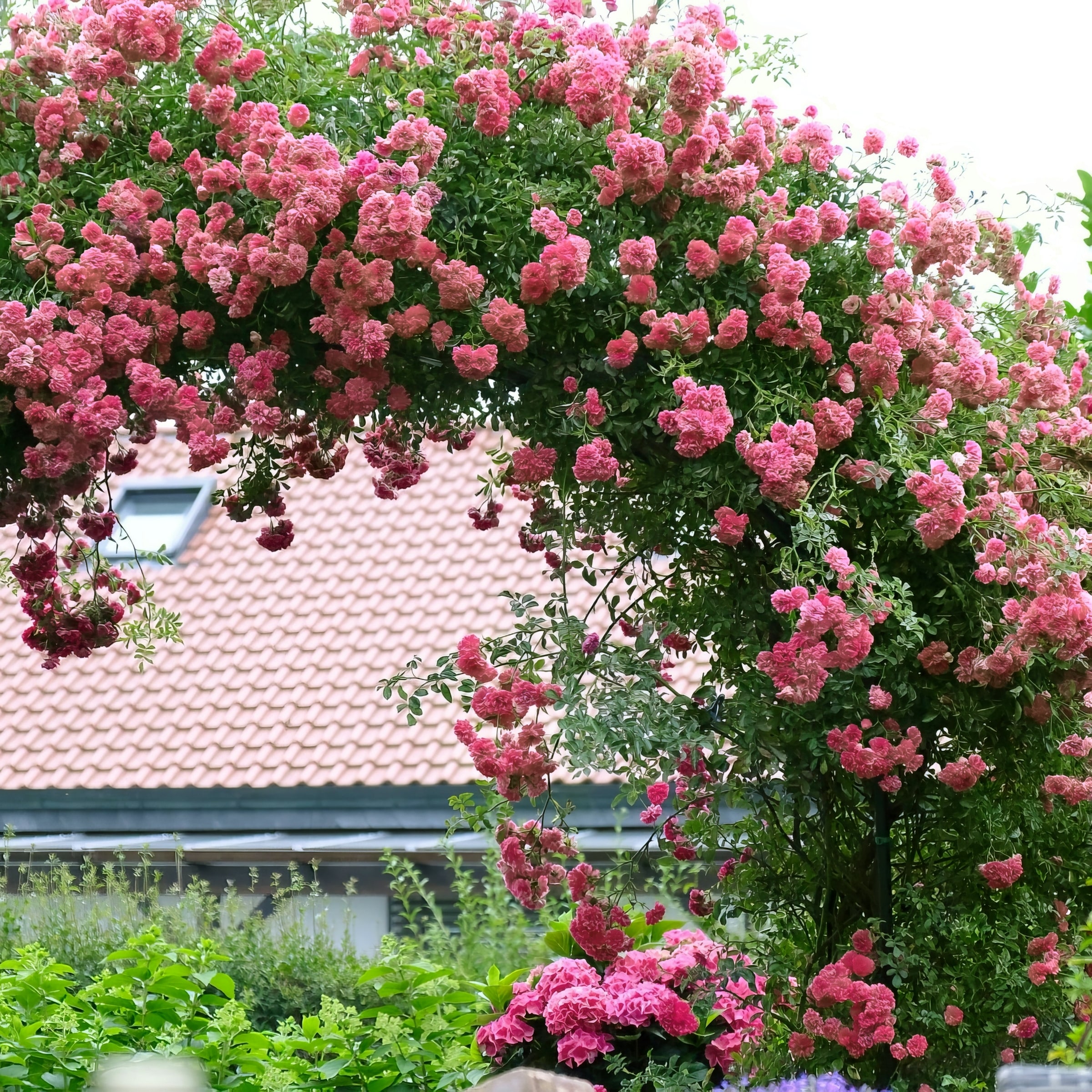 National Plant Network LW1592 roses - View #5