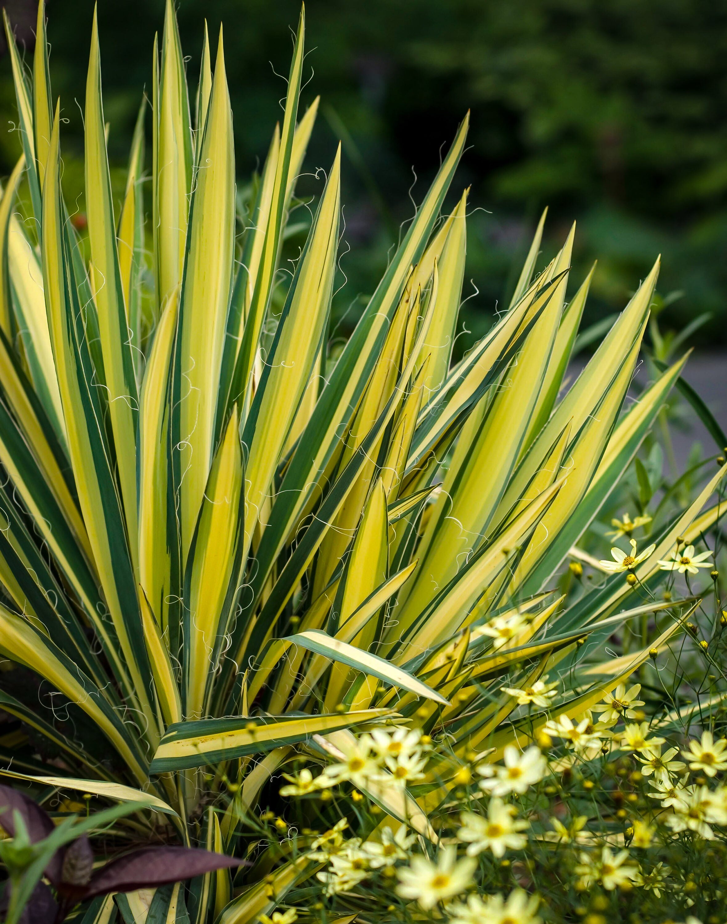 White Common Yucca in 2.5-Quart Pot in the Perennials department