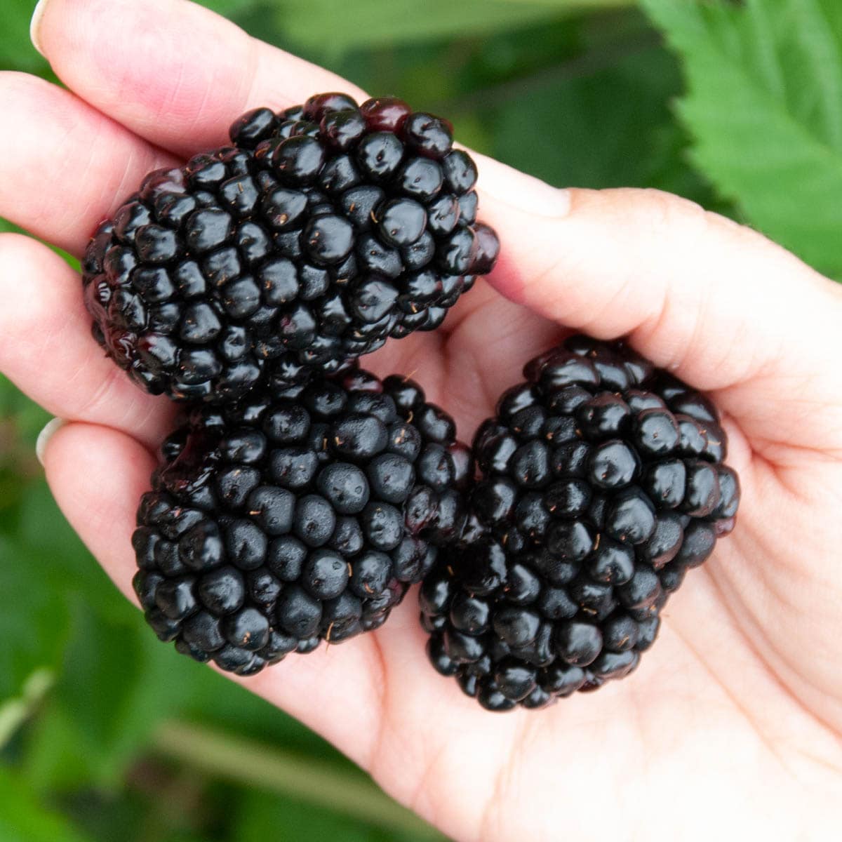 Direct Gardening 96192 2 -Pack Blackberry Plant in Bareroot Spring