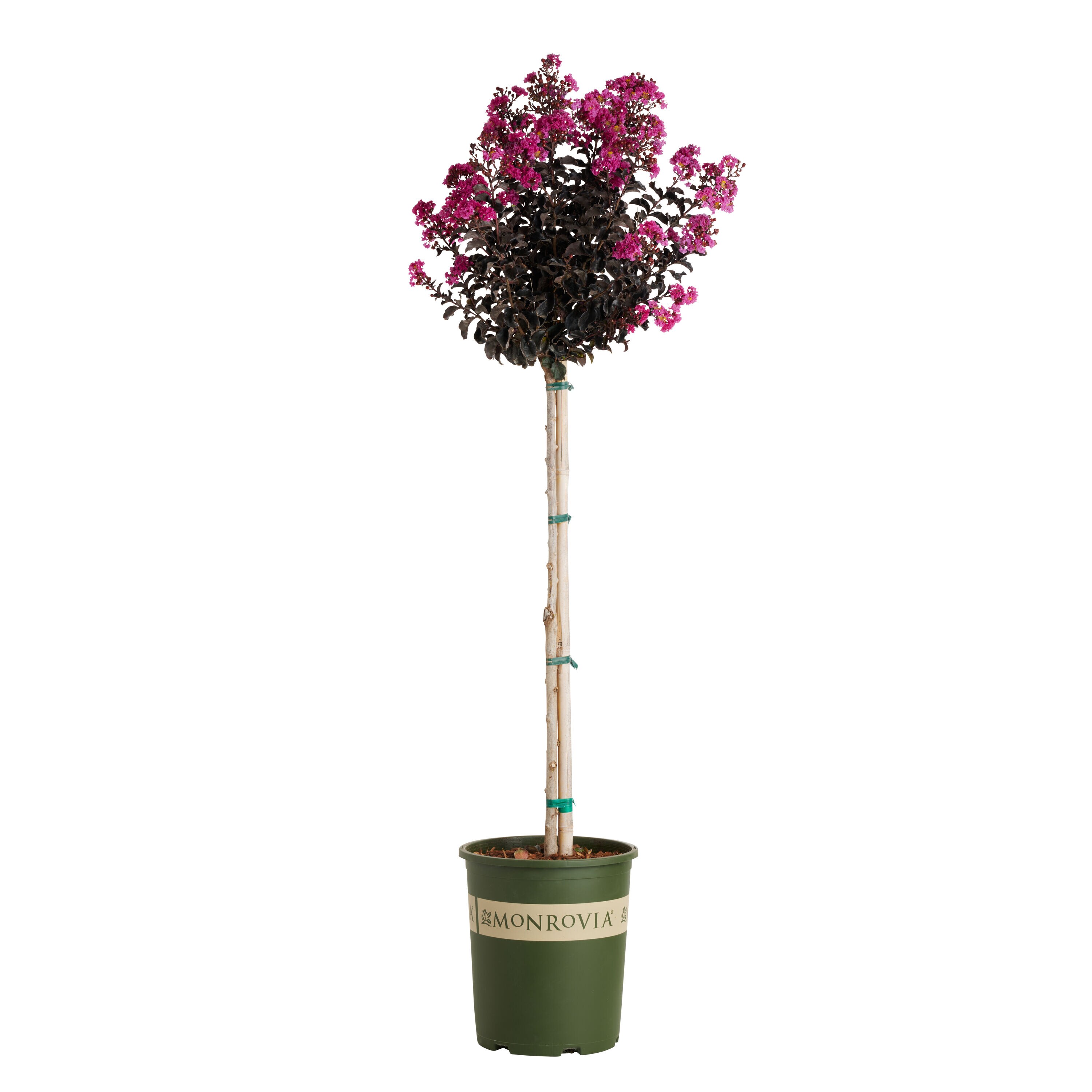 Monrovia 439165PT Summerlasting Raspberry Crape Myrtle Flowering Shrub in 3.58 -Gallon Pot 1 -Pack with Pink Blooms