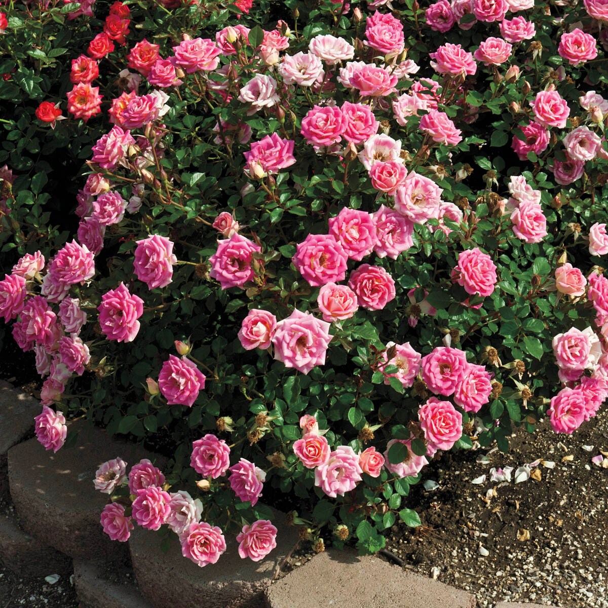 Spring Hill Nurseries 86074 roses - View #3