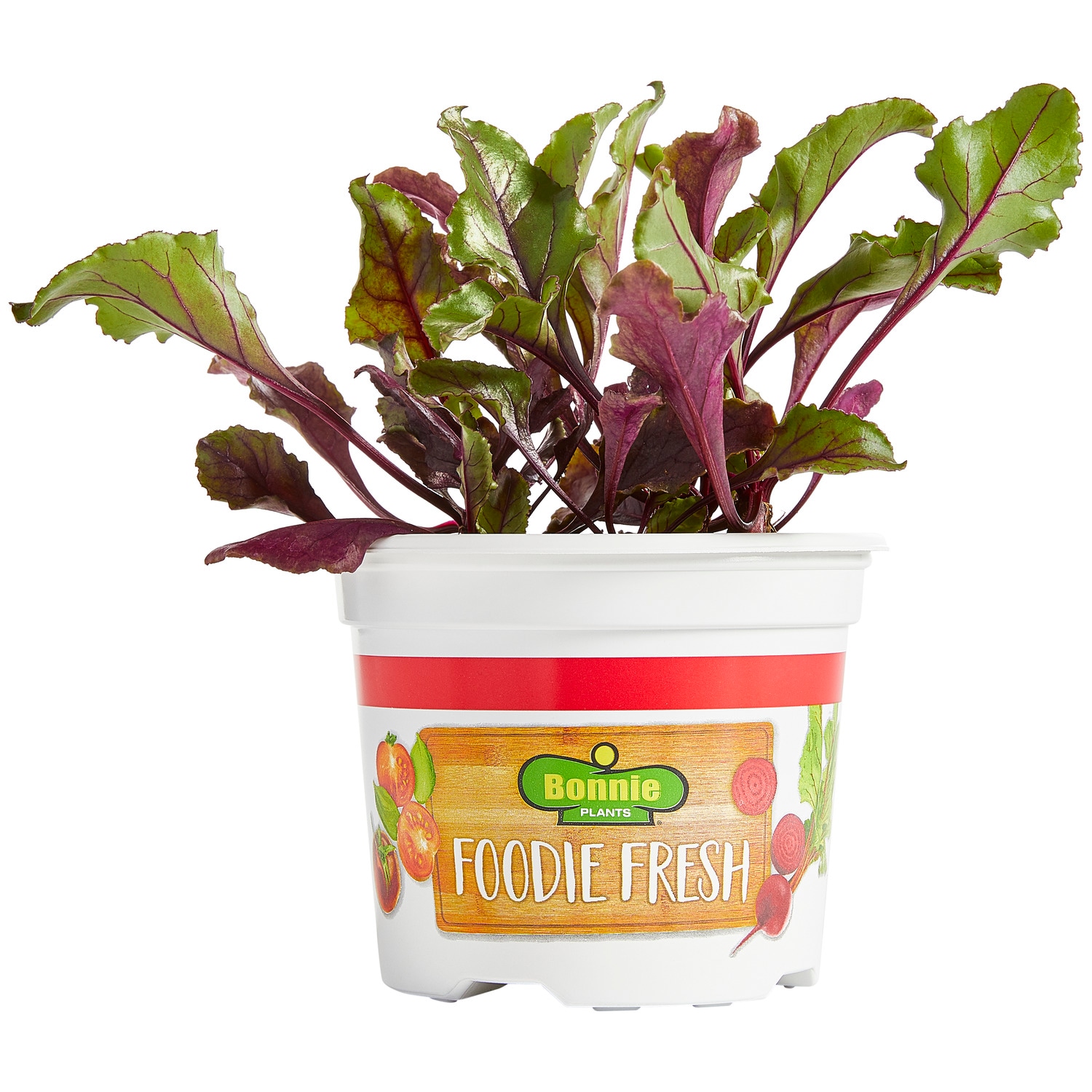 Bonnie Plants 72-122209 Beets Pot Plant
