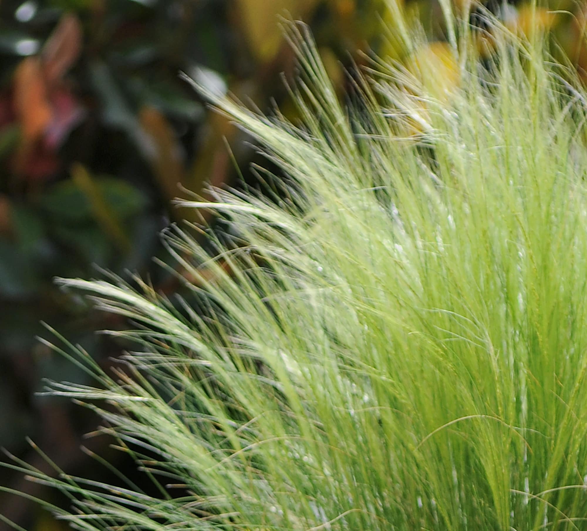  1468 perennials - View #7