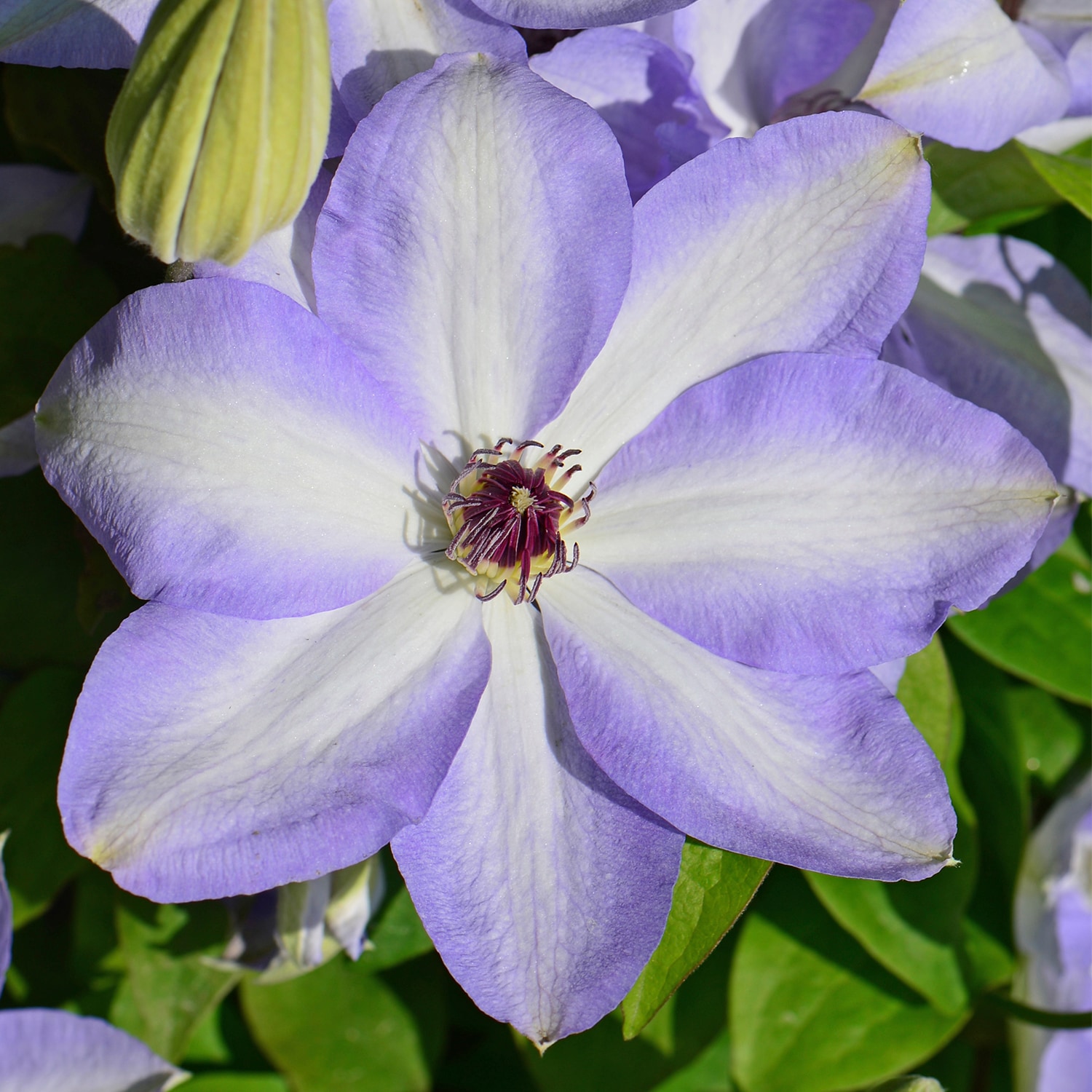Spring Hill Nurseries 64231 Blue Ivan Olson Clematis Vining Perennial Plant in 1-Pack Bareroot