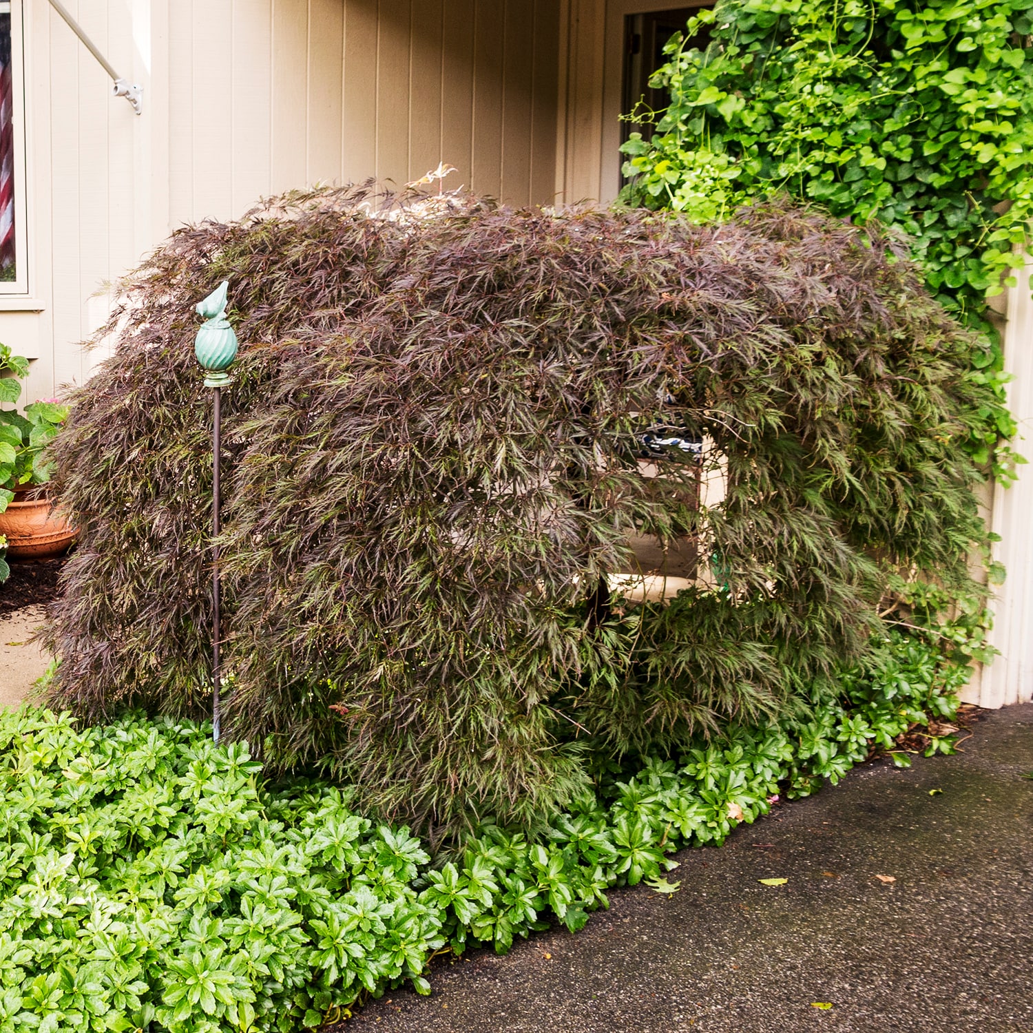 Gurney's Seed and Nursery 89432 1.5 -Gallon Feature Tree Filigree Japanese Maple In pot (with soil)