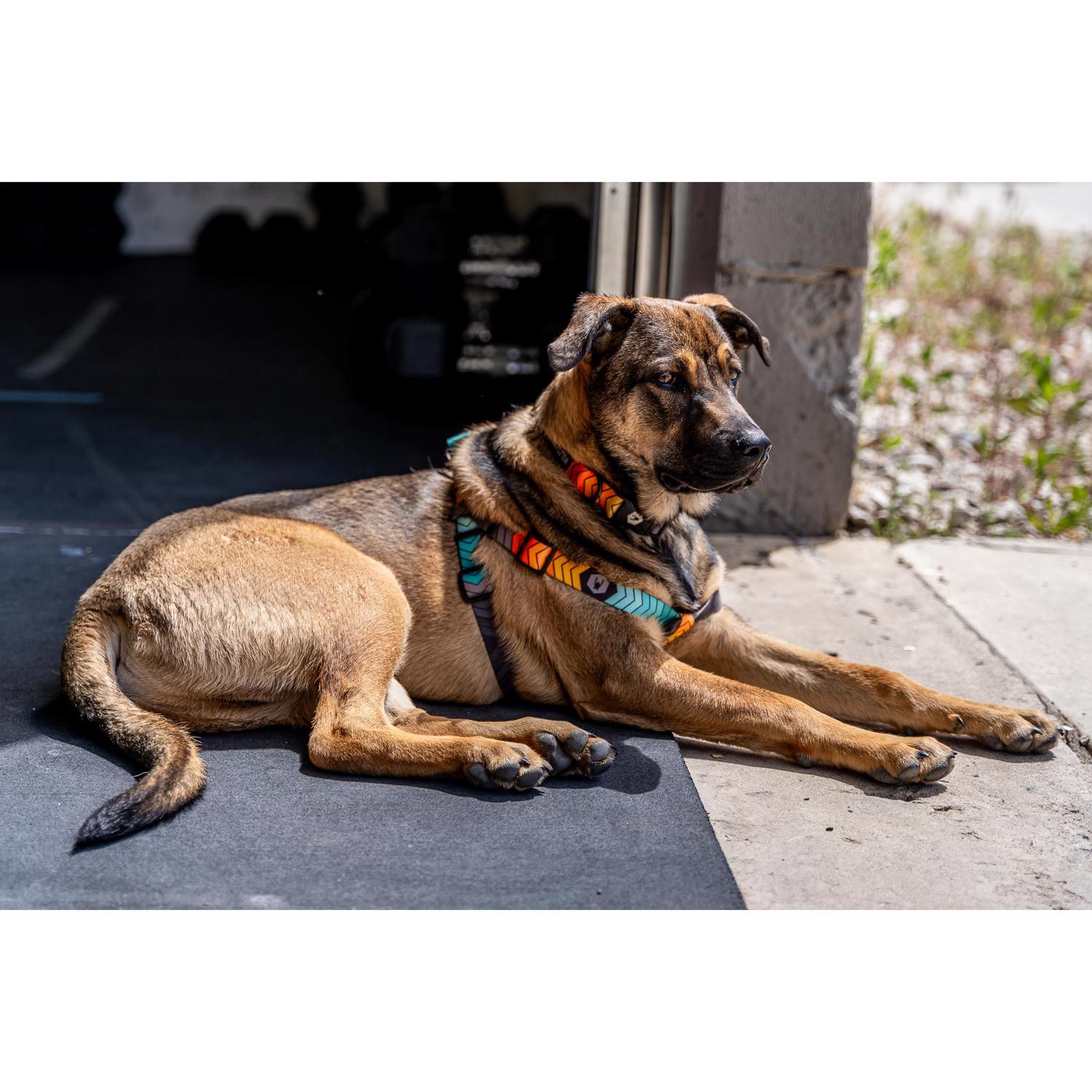Wolfgang Puck EJD8093076 Leashes-Leads - View #2