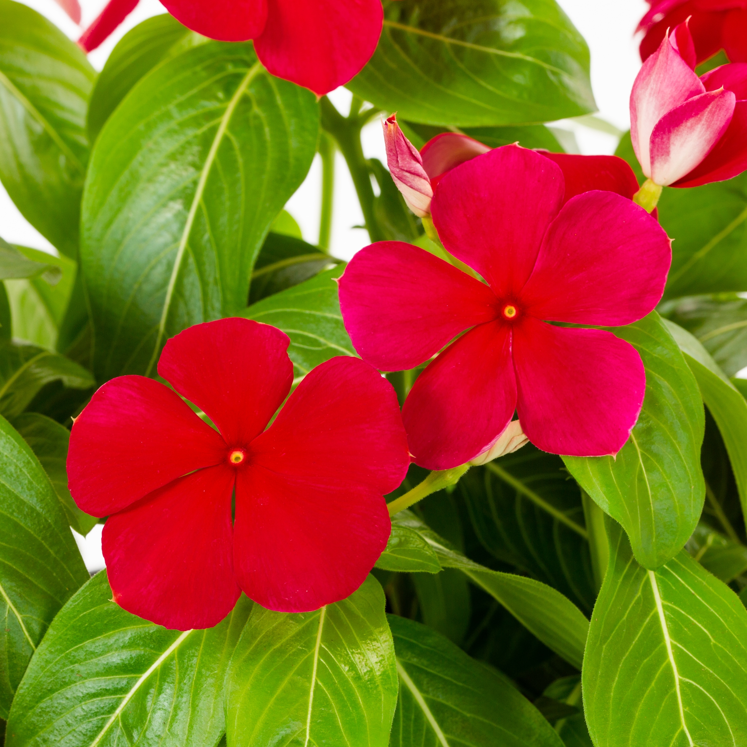 Lowe's NURSERY annuals - View #2