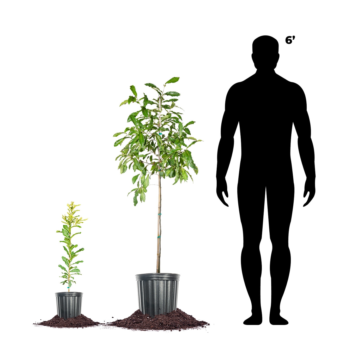 Perfect Plants LOSAWTOOTHOAK3G trees - View #5