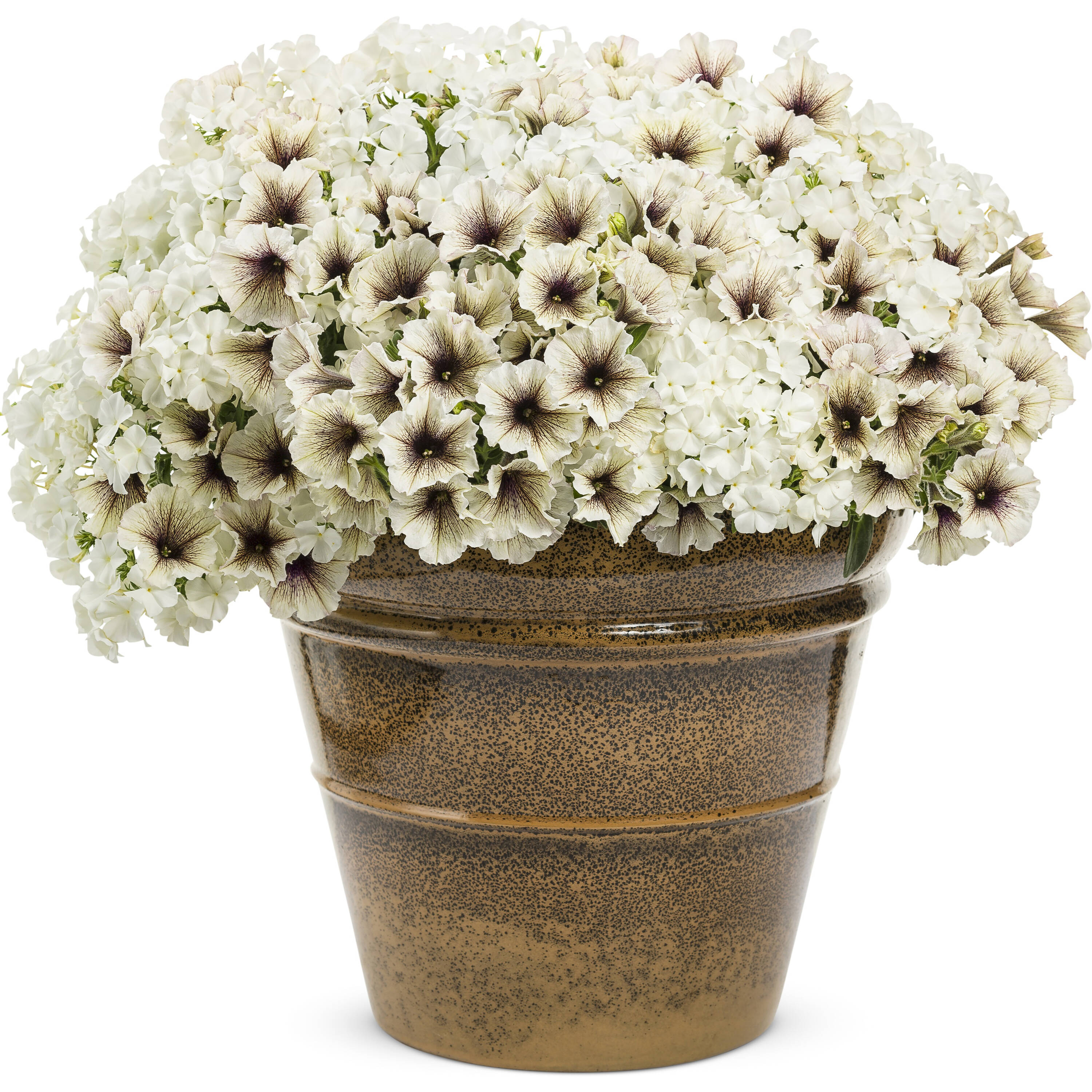 Proven Winners PHLPRW0017504 annuals - View #6
