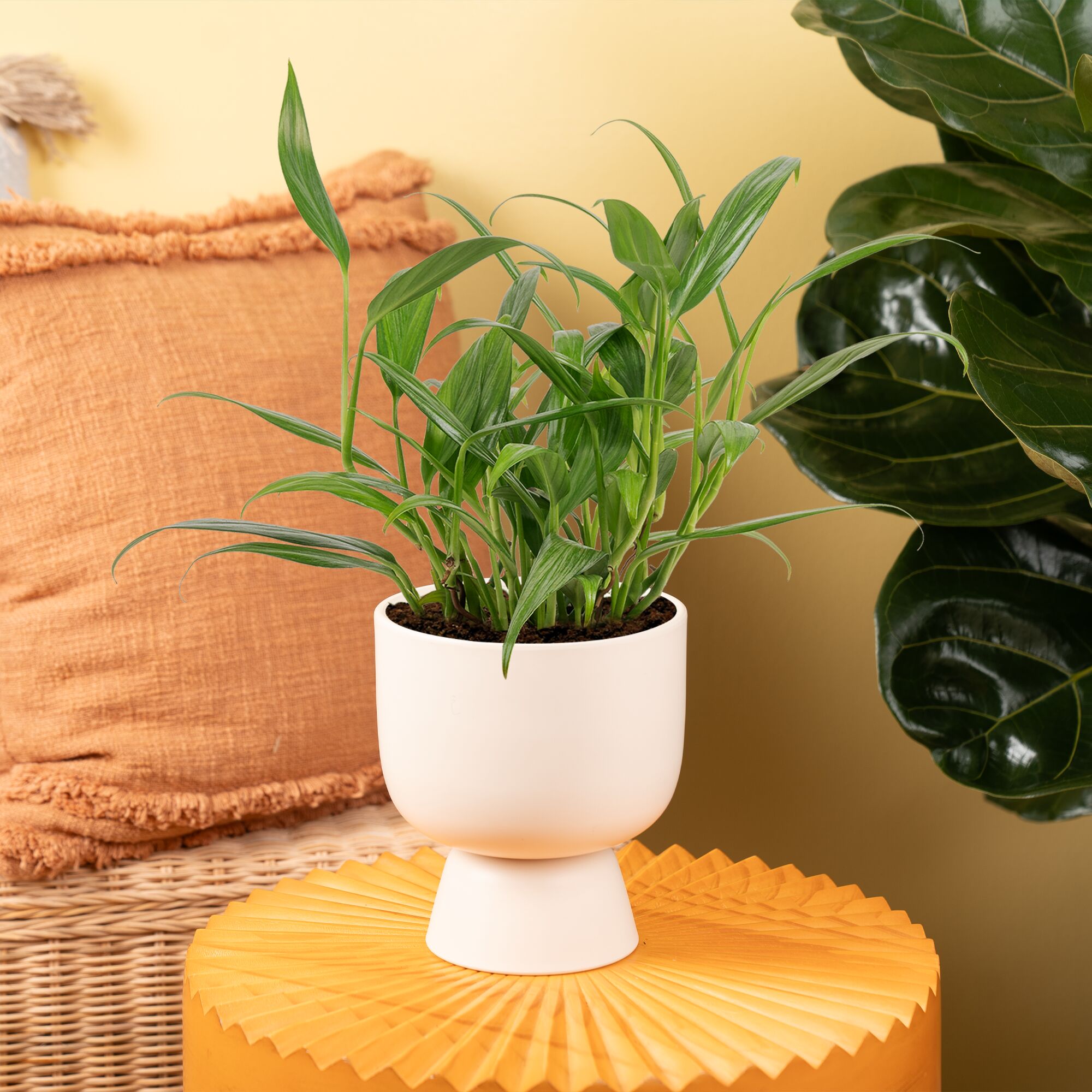 Costa Farms M-EMA-S-MWG-01-LW hseplants - View #2