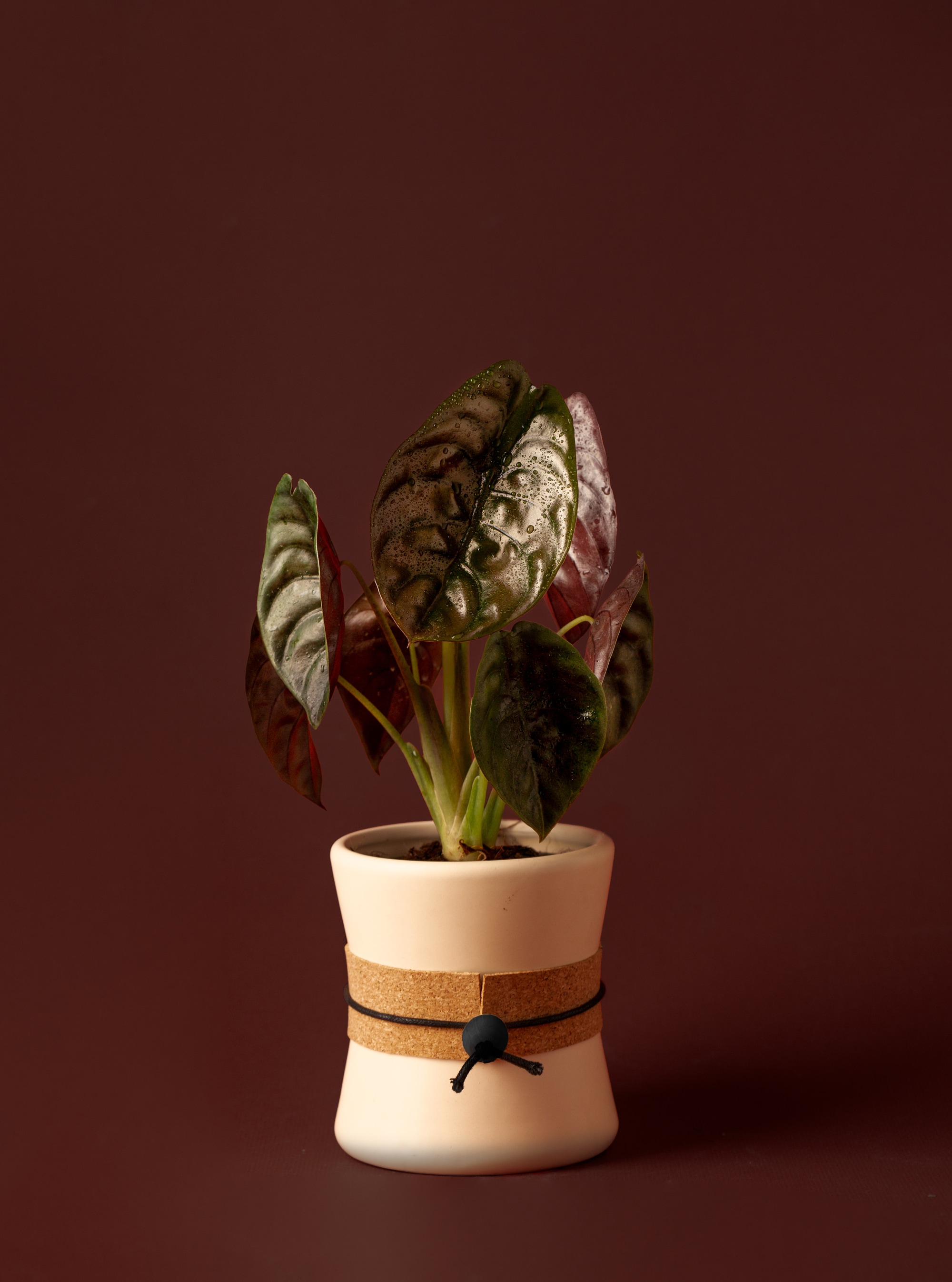 LiveTrends ASB06860 Kroff House plant in 12 Ounce(s) Pot 1 -Pack