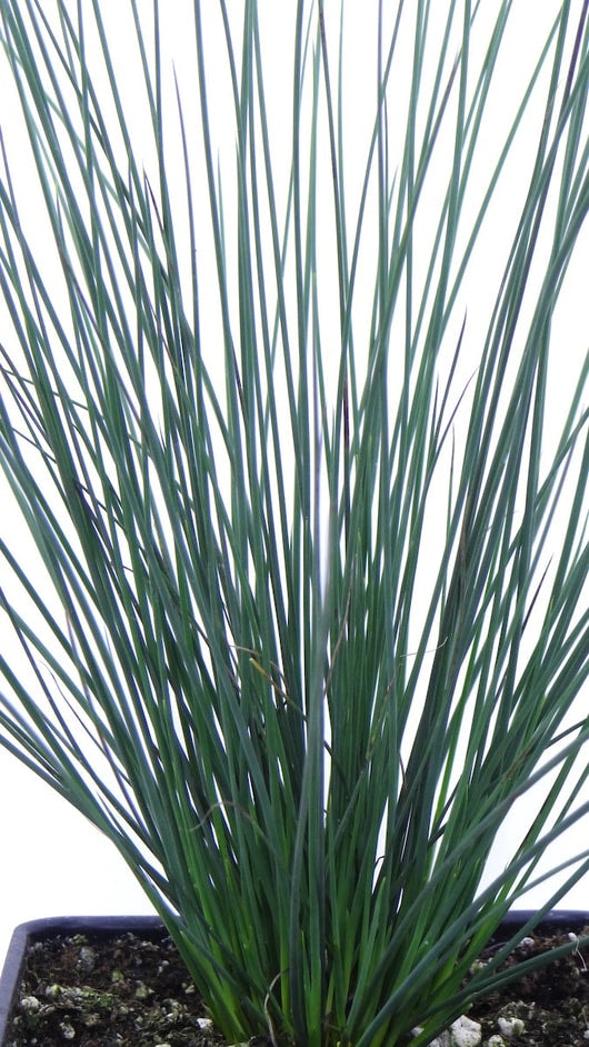  1463 perennials - View #2