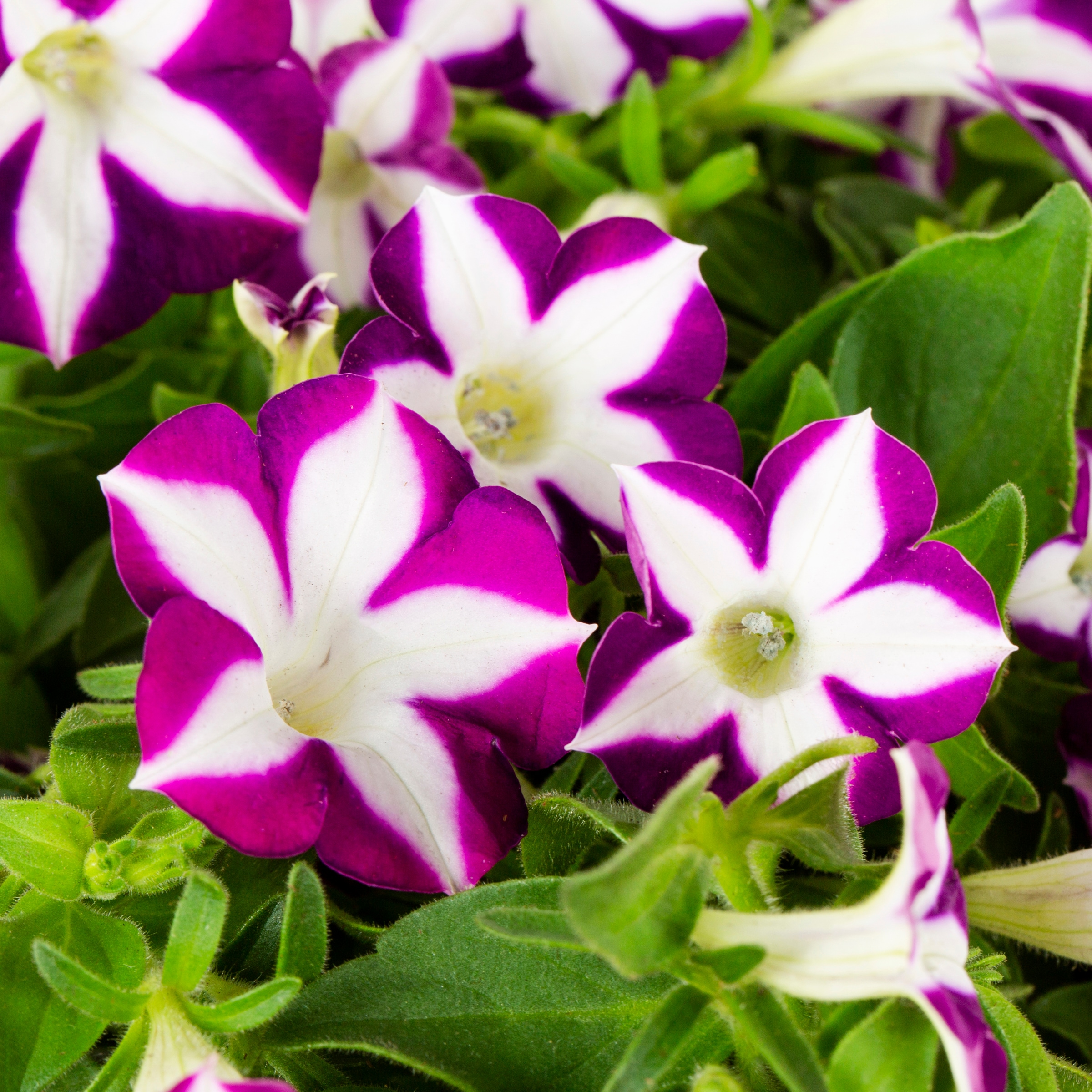 Lowe's NURSERY annuals - View #2
