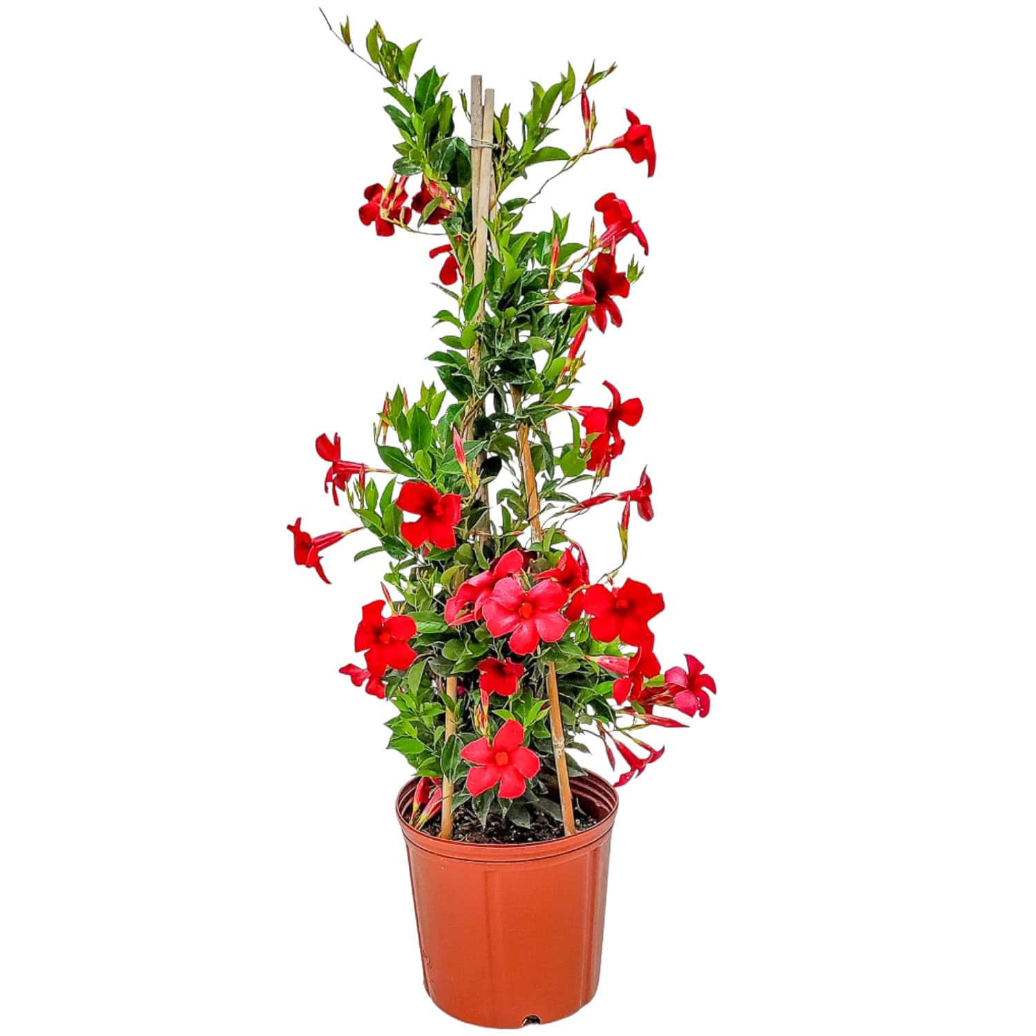 Tropical Plants of Florida Pretty Red Dipladenia Vine in 3 Gallon Nursery Pot 1 Pack