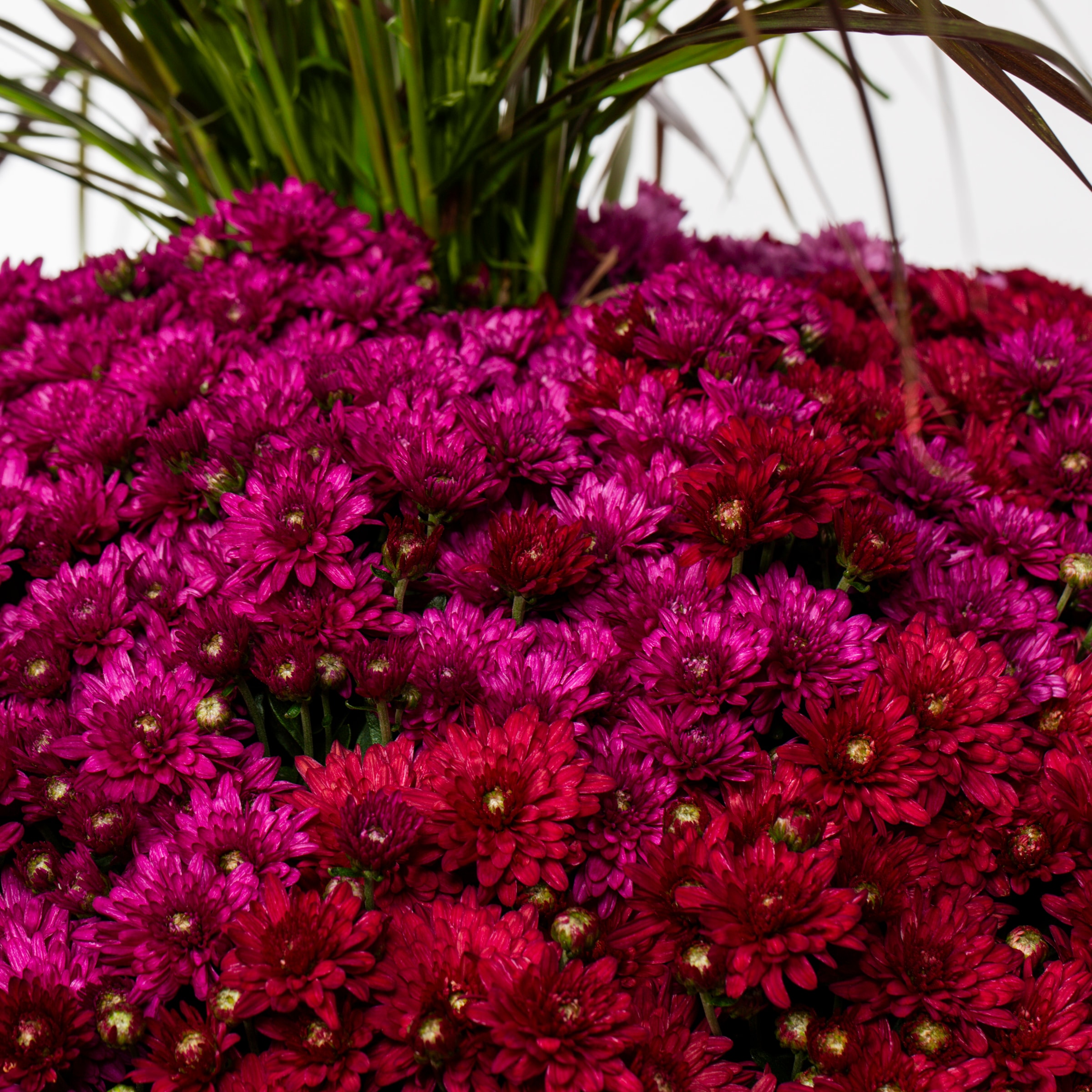 Lowe's NURSERY annuals - View #2