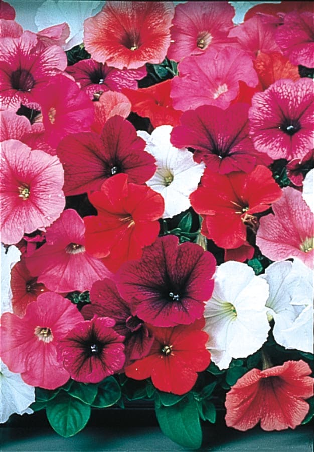 Lowe's 912346 Multicolor Trailing Petunia in 6 -Pack Tray