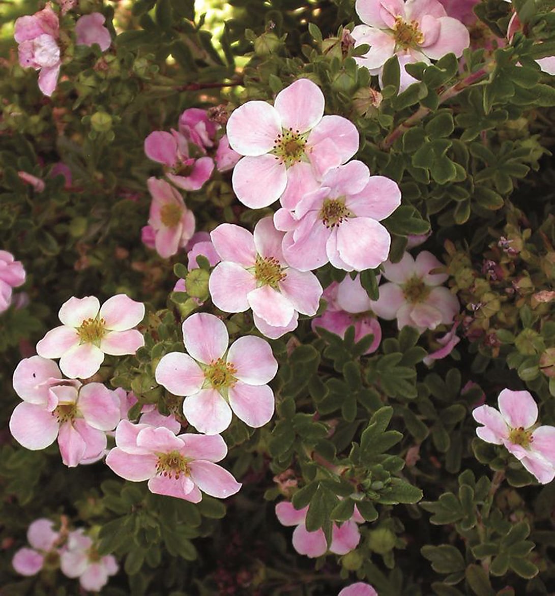 Monrovia 086652 Pink Beauty Potentilla P9874 Flowering Shrub in 1.73 -Gallon Pot 1 -Pack with Pink Blooms