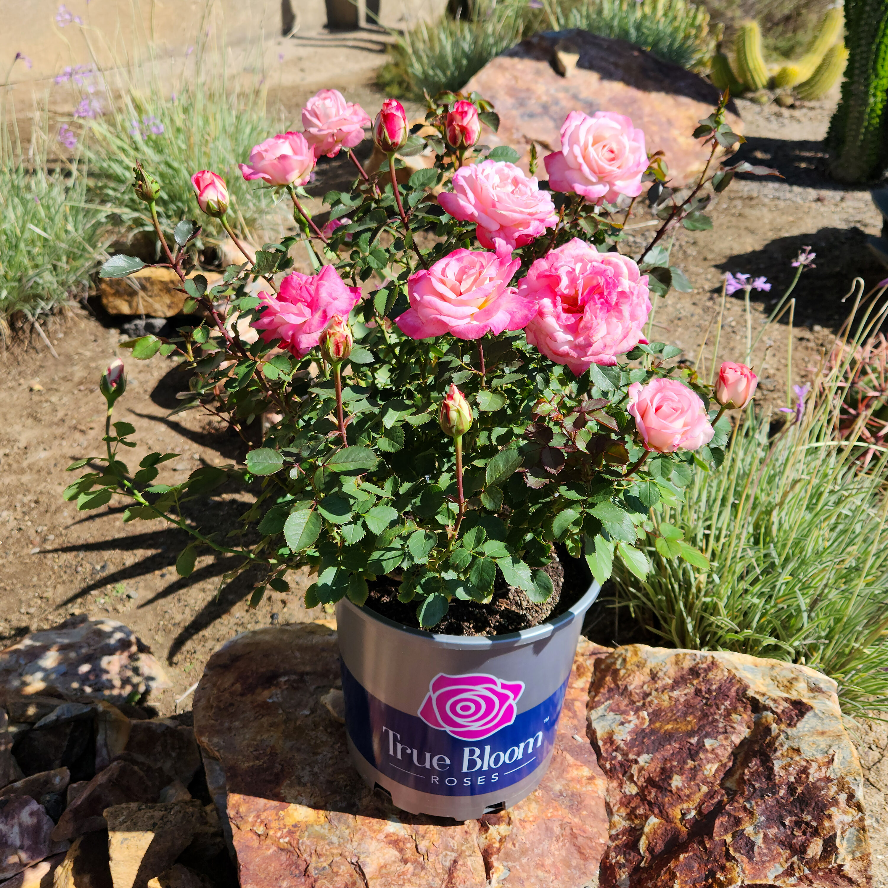 Altman Plants 0881517 roses - View #3