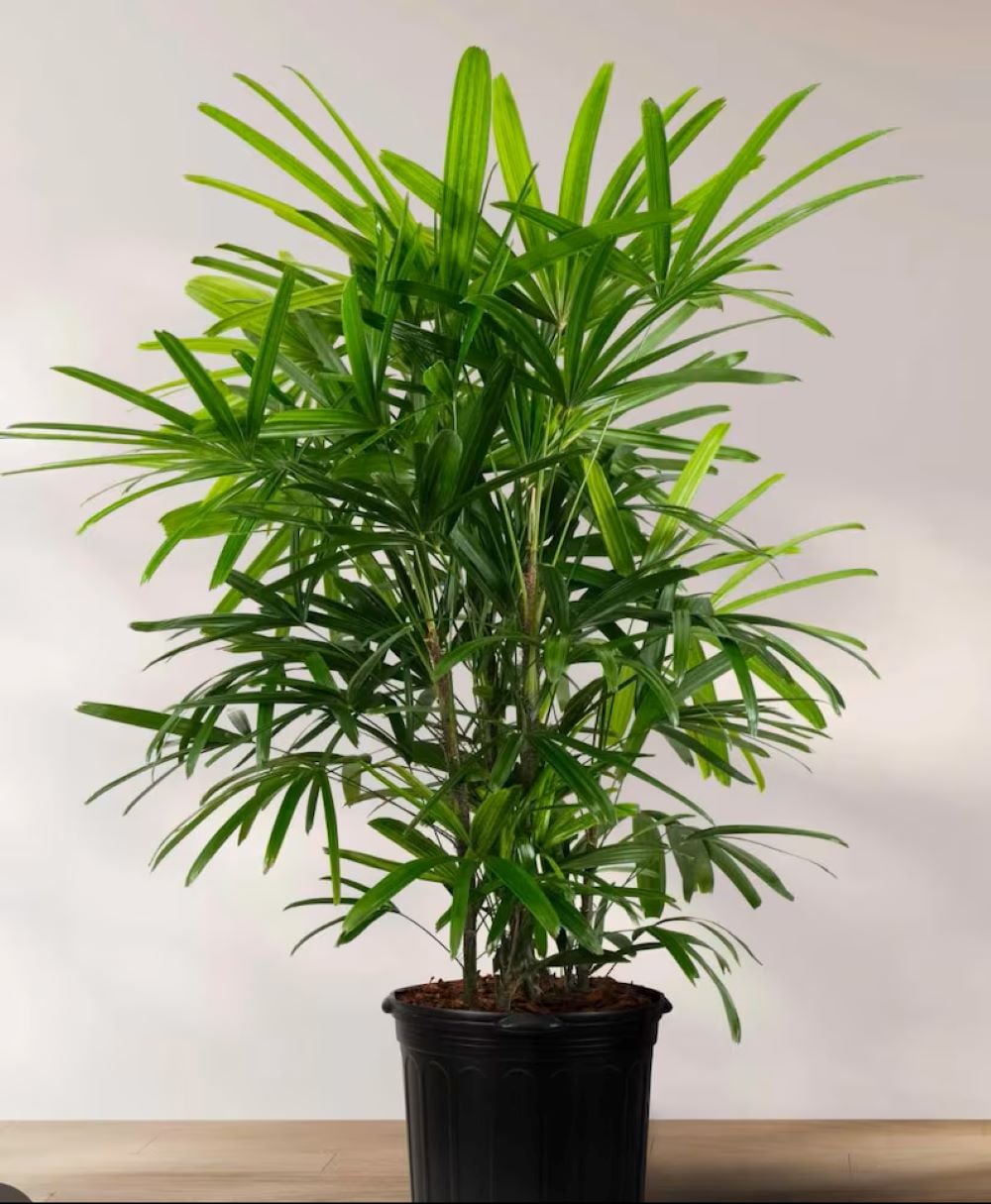 images of peace lily Peace Lily – Hey Rooted main image 0