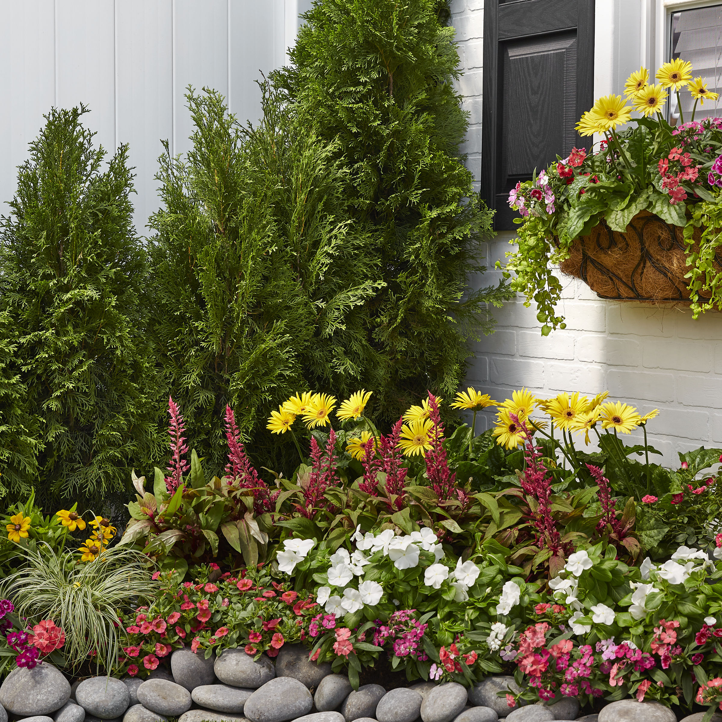 Lowe's NURSERY annuals - View #6